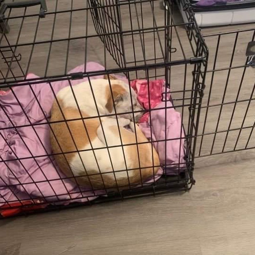 Pez was being such a good girl in foster so she got a new toy!

💕
Get your applications in!
https://www.causendogrescue.org/adoption-application.html 
🐾
💕
🐾
We only do meet and greets for approved applications.

Adoption fee is $250.

All dogs will be Up-to-date on Shots, worming, Spayed/Neutered and Microchipped.  We will also do random, periodic vet checks to ensure all dogs adopted from us continue to have the best care.  We will check for any follow up visits needed and that they are on a monthly Heartworm Prevention.

If you rent or own a home, we prefer you to have a fenced in yard. 

Apartment living is also ok but prefer a fenced in area if close to the road.
All adults in the home will need to know they are getting a dog and will need to sign the adoption agreement.
We do not adopt to college students with multiple roommates. 
Military will need to provide a backup plan.
We require all pets in the home to be spay and/or neutered. Because too many dogs are being killed, due to there not being enough homes per dog in need. Only the lucky ones end up here.