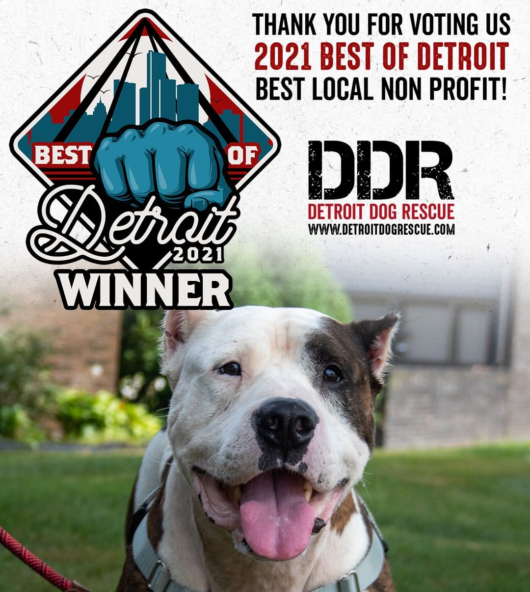 Thank you for voting us the @metrotimes 2021 Best of Detroit Best Local Charity! 

Without your generous support, we wouldn't be able to continue our mission helping the dogs and residents of <a target='_blank' href='https://www.instagram.com/explore/tags/Detroit/'>#Detroit</a>. Thank you!

www.DetroitDogRescue.com

<a target='_blank' href='https://www.instagram.com/explore/tags/BestofDetroit/'>#BestofDetroit</a> <a target='_blank' href='https://www.instagram.com/explore/tags/MetroTimesBestOf/'>#MetroTimesBestOf</a> <a target='_blank' href='https://www.instagram.com/explore/tags/BestLocalCharity/'>#BestLocalCharity</a> <a target='_blank' href='https://www.instagram.com/explore/tags/DetroitDogRescue/'>#DetroitDogRescue</a> <a target='_blank' href='https://www.instagram.com/explore/tags/RescueNotRetail/'>#RescueNotRetail</a>