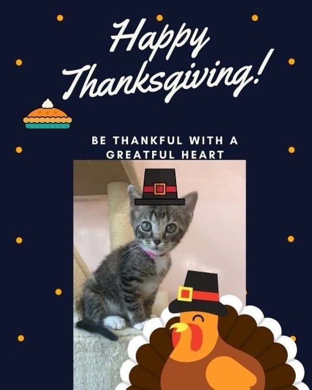 From all of us here at Pat Brody, Happy Thanksgiving! We're so grateful to all of our adopters, foster parents, and supporters! Enjoy time with your families this week!