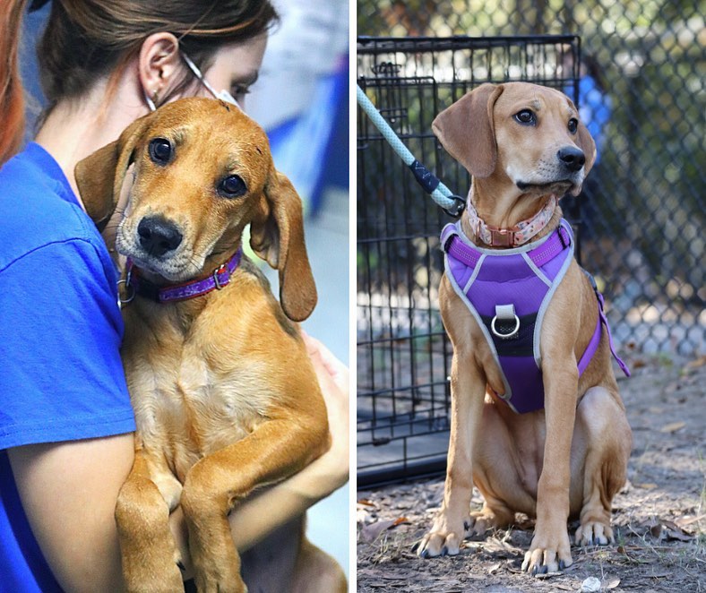 One of the best parts of our puppy classes is getting to see how much our pups have grown since being adopted! 💪

Our current class of pups includes Boone (fka Colby Jack), Josie (fka Adriana), Tully Mars (fka Alex), Coraline (fka Coraline 🥰), and Oliver (fka Crackle) 🐾🐾🐾

Be sure to show some love to our big boys and girls and in the comments 💙

If you’re a puppy owner and are interested in learning some tips on how to properly prepare your furball to grow up to be a well-adjusted and properly socialized pooch, then email our Animal Behavior Manager Alexis at akaul@pethelpers.org to reserve your spot in our January 2022 Puppy Socialization Class 🐶

.
.
.
.
.
<a target='_blank' href='https://www.instagram.com/explore/tags/pupdate/'>#pupdate</a> <a target='_blank' href='https://www.instagram.com/explore/tags/grown/'>#grown</a> <a target='_blank' href='https://www.instagram.com/explore/tags/grownup/'>#grownup</a> <a target='_blank' href='https://www.instagram.com/explore/tags/glowup/'>#glowup</a> <a target='_blank' href='https://www.instagram.com/explore/tags/puppyproblems/'>#puppyproblems</a> <a target='_blank' href='https://www.instagram.com/explore/tags/puppies/'>#puppies</a> <a target='_blank' href='https://www.instagram.com/explore/tags/pups/'>#pups</a> <a target='_blank' href='https://www.instagram.com/explore/tags/beforeandafter/'>#beforeandafter</a> <a target='_blank' href='https://www.instagram.com/explore/tags/puppiesofinstagram/'>#puppiesofinstagram</a> <a target='_blank' href='https://www.instagram.com/explore/tags/puppylove/'>#puppylove</a> <a target='_blank' href='https://www.instagram.com/explore/tags/rescuepup/'>#rescuepup</a> <a target='_blank' href='https://www.instagram.com/explore/tags/shelterdogsofinstagram/'>#shelterdogsofinstagram</a> <a target='_blank' href='https://www.instagram.com/explore/tags/shelterpup/'>#shelterpup</a> <a target='_blank' href='https://www.instagram.com/explore/tags/rescuedogsofinstagram/'>#rescuedogsofinstagram</a> <a target='_blank' href='https://www.instagram.com/explore/tags/rescuedog/'>#rescuedog</a> <a target='_blank' href='https://www.instagram.com/explore/tags/rescue/'>#rescue</a> <a target='_blank' href='https://www.instagram.com/explore/tags/adopt/'>#adopt</a> <a target='_blank' href='https://www.instagram.com/explore/tags/adoptdontshop/'>#adoptdontshop</a> <a target='_blank' href='https://www.instagram.com/explore/tags/charleston/'>#charleston</a> <a target='_blank' href='https://www.instagram.com/explore/tags/petcare/'>#petcare</a> <a target='_blank' href='https://www.instagram.com/explore/tags/pethelperssc/'>#pethelperssc</a> <a target='_blank' href='https://www.instagram.com/explore/tags/puppytraining/'>#puppytraining</a> <a target='_blank' href='https://www.instagram.com/explore/tags/rescuedismyfavoritebreed/'>#rescuedismyfavoritebreed</a>