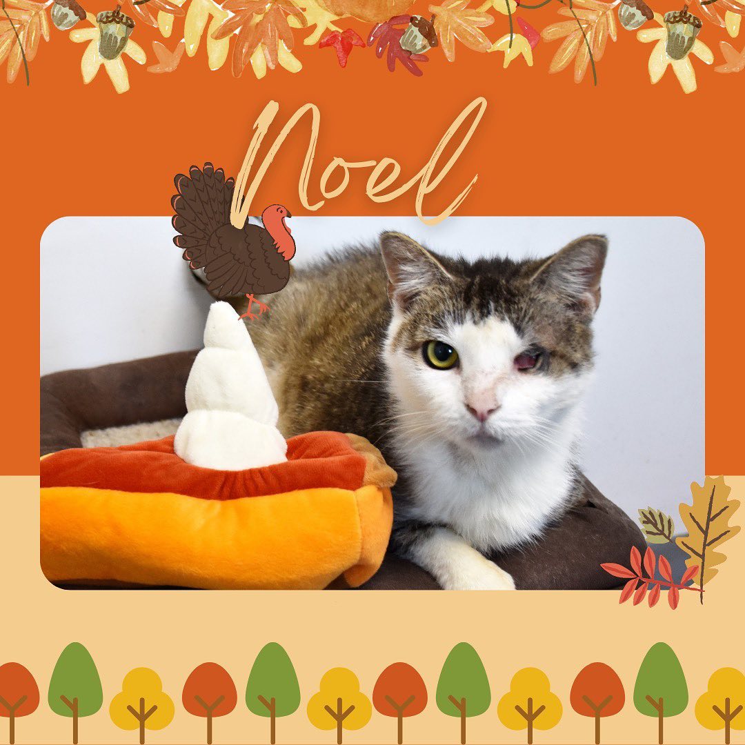 Our adoptable cats & dogs are getting ready for Thanksgiving, they would love to be spending it in their forever home this year! Come meet them today 8am-1pm.