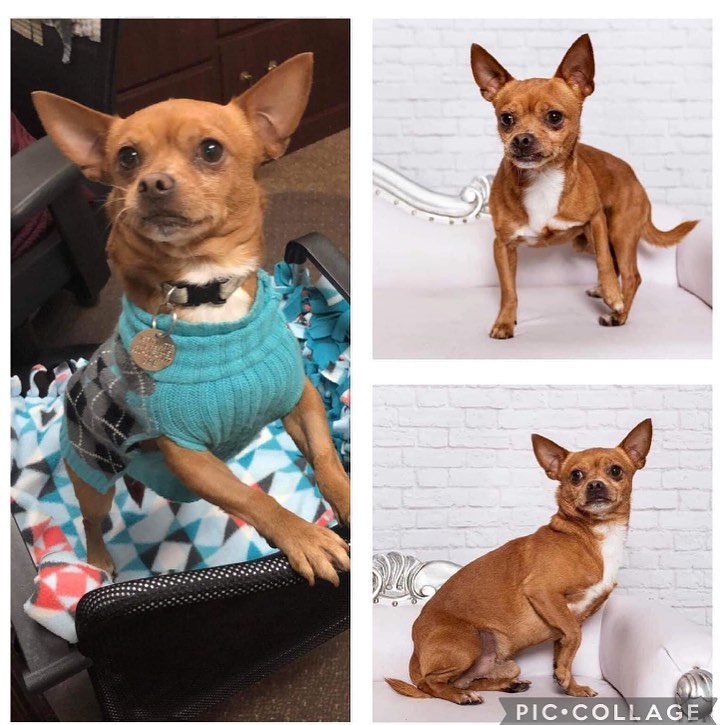 Where are our chihuahua lovers?? ⁣
⁣
Weighing in at 11 pounds, we have the lightweight champ of chill- AIDEN!!!! Aiden was surrendered to our rescue partner in Houston, and we couldn't resisit welcoming him to cheesehead territory. (Loves a good cheese curd! This boy knows he belongs to the Midwest now). He currently rocks a belly band at times, but he is learning.  He is working hard to nail down housetraining, and is almost a pro! ⁣
⁣
He is a bit of a treat snob, so praise and pets can often be on his list of preferred rewards. Aiden is a good listener. He will sit, go outside on command, and isn't a huge barker. Aiden fancies himself as an escape artist so will need to be closely supervised outside in a fenced yard, or on a tie out at all times. He is super polite when meeting or hanging with other dogs. ⁣
⁣
He roomed with cats in Texas, and did great! He hasn't met any small children, but is so darn sweet- we wouldn't rule them out. Respectful youngsters can make amazing friends for social dogs, such as him. Aiden is an equal opportunity lover. While his current foster dad is his favorite, he is happy to snuggle up to foster mom, or visit her coworkers and residents at the nursing home! He is not a fan of the kennel, but copes well if you need to step out. ⁣
⁣
His definite age is unknown, but our vet placed him somewhere between 4 and 6. He has a lot of life to live- and we ask that he forever spends nights in his adopters' bed. (King of the cuddles!) Aiden enjoys your company whether snuggling, or just watching you work on your laptop from his bed. Aiden is an ideal companion for various types of homes. ⁣
⁣
Apply at www.misfitmuttsdogrescue.com⁣
⁣
<a target='_blank' href='https://www.instagram.com/explore/tags/misfitmuttsdogrescue/'>#misfitmuttsdogrescue</a> <a target='_blank' href='https://www.instagram.com/explore/tags/adoptable/'>#adoptable</a> <a target='_blank' href='https://www.instagram.com/explore/tags/aiden/'>#aiden</a> <a target='_blank' href='https://www.instagram.com/explore/tags/rescuedogsofinstagram/'>#rescuedogsofinstagram</a> <a target='_blank' href='https://www.instagram.com/explore/tags/adoptdontshop/'>#adoptdontshop</a> <a target='_blank' href='https://www.instagram.com/explore/tags/greenbay/'>#greenbay</a> <a target='_blank' href='https://www.instagram.com/explore/tags/wisconsin/'>#wisconsin</a>