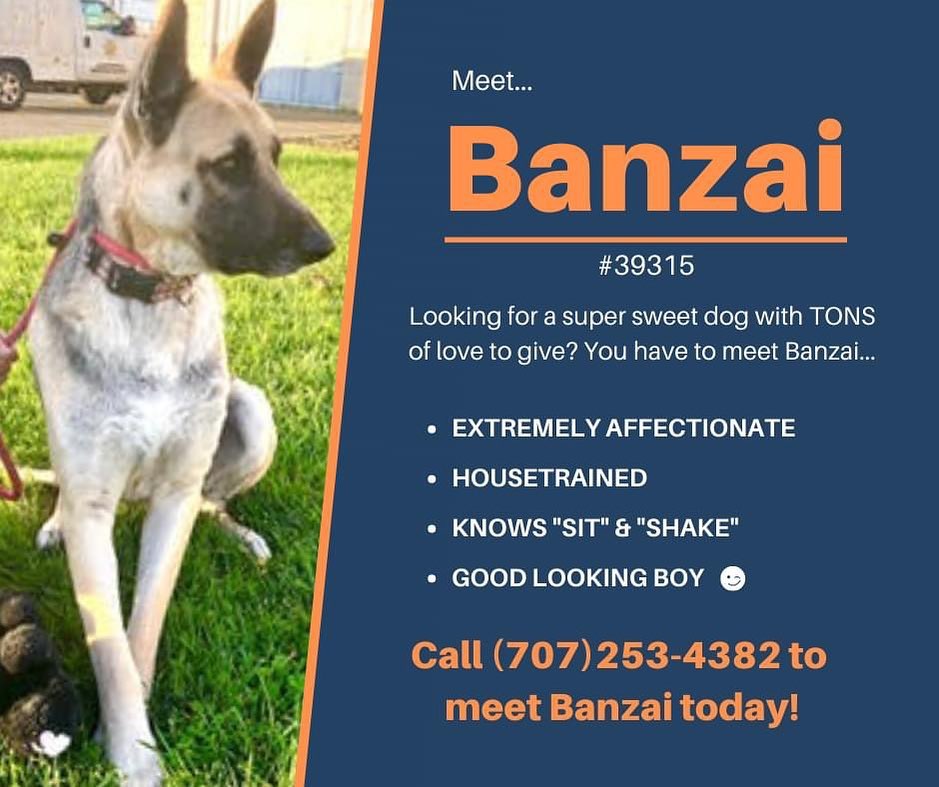 Meet Banzai, a handsome young German Shepherd here at the shelter. He's not super confident but once he gets to know you, he's an affectionate love bug. This smart boy can sit and shake for a treat but could use a little leash training. He has lots of love to give and would really flourish in a calm house with a patient adopter willing to coax out his personality and confidence. Call (707) 253-4382 to meet Banzai and if you're lucky, he'll share his favorite toy with you.