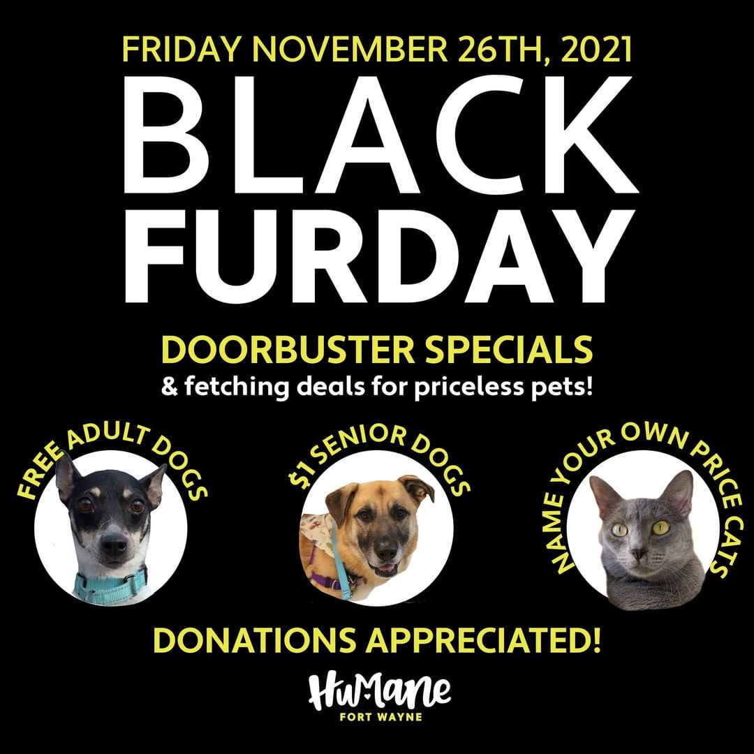 On November 26, 2021 for Black Friday, Humane Fort Wayne has doorbuster specials and fetching deals for priceless pets! 

🖤 FREE Adult Dogs
🖤 $1 Senior Dogs
🖤 Name Your Own Price Cats

Thanks to a generous donation of Golden Tickets, we are able to waive adoption fees on our adult dogs! The $1 Silver Dollar Senior Special is still ongoing and cats are name your own price! Deals start at 11am and run until 6pm on 11.26.21! 

Looking to add a pet to the family this holiday season? Take advantage of these PAWsome deals!

🐾 Ready to add a new member to the family? Fill out your Adoption Application here: https://humanefw.org/adopt/how-to-adopt/