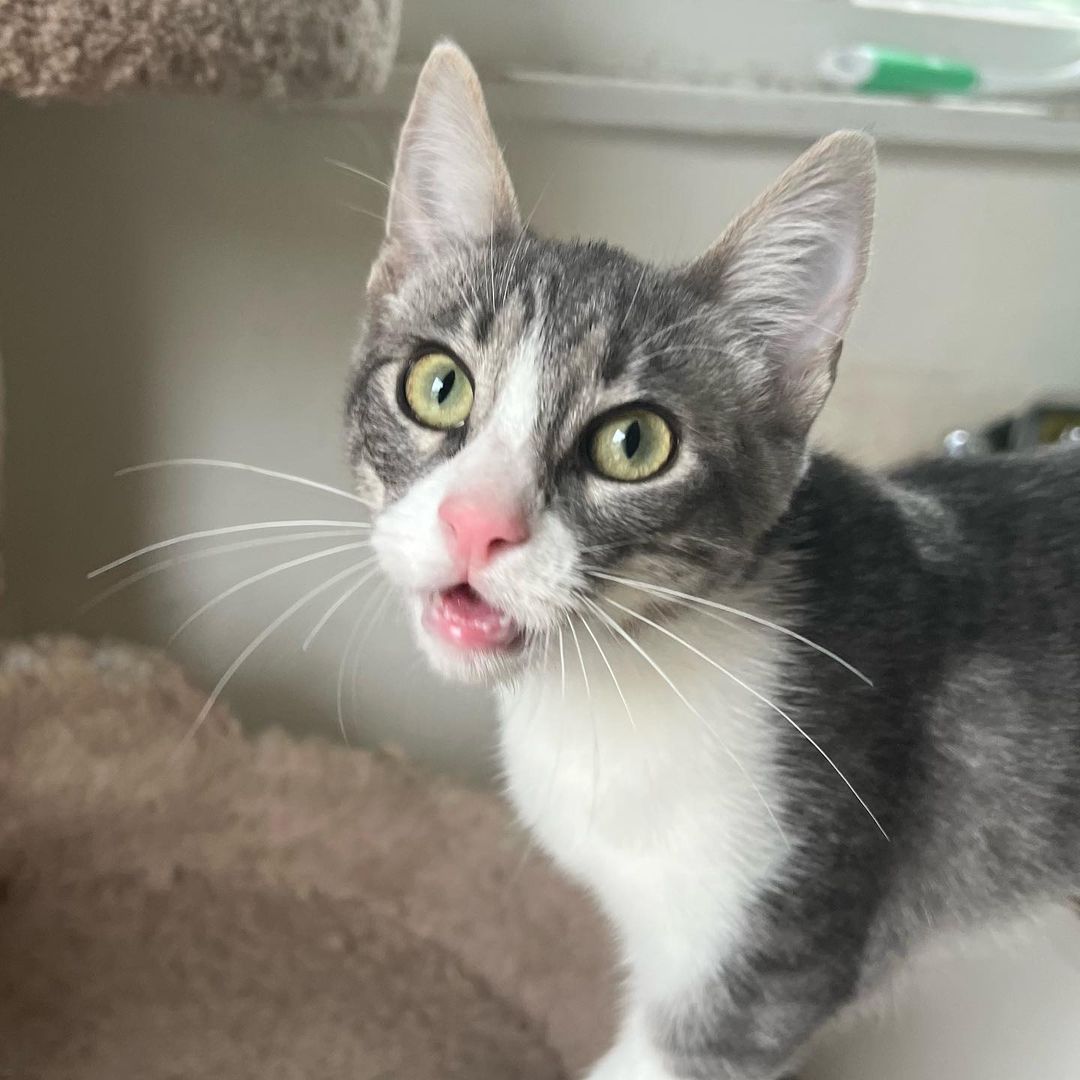 We love Mitzi !!! 
And we know you would too if you met her. Super duper playful, lap cat, kiss monster, gets along great with other cats, good with cat respecting dogs and kids! Her litter did test positive for FIV and sadly, we think it’s keeping her from getting adopted. Which is so sad because it’s not a big deal. 💔 Three of her brothers found their homes, now it’s her and her brother, Bodhi’s turn to go home. 
She is fully vetted and ready to go home. She is almost 5 months old. 
DM for an adoption questionnaire! 
.
.
.

.

.
.
.

.
<a target='_blank' href='https://www.instagram.com/explore/tags/tabbykitty/'>#tabbykitty</a><a target='_blank' href='https://www.instagram.com/explore/tags/fivpositive/'>#fivpositive</a><a target='_blank' href='https://www.instagram.com/explore/tags/fivpositivecat/'>#fivpositivecat</a><a target='_blank' href='https://www.instagram.com/explore/tags/fivpositivelyloved/'>#fivpositivelyloved</a><a target='_blank' href='https://www.instagram.com/explore/tags/whiskerwednesday/'>#whiskerwednesday</a><a target='_blank' href='https://www.instagram.com/explore/tags/kittensofig/'>#kittensofig</a><a target='_blank' href='https://www.instagram.com/explore/tags/adoptdontshop/'>#adoptdontshop</a><a target='_blank' href='https://www.instagram.com/explore/tags/carsonsheltersurvivor/'>#carsonsheltersurvivor</a><a target='_blank' href='https://www.instagram.com/explore/tags/sheltercat/'>#sheltercat</a><a target='_blank' href='https://www.instagram.com/explore/tags/formerbottlebaby/'>#formerbottlebaby</a><a target='_blank' href='https://www.instagram.com/explore/tags/cattastic/'>#cattastic</a><a target='_blank' href='https://www.instagram.com/explore/tags/fostercats/'>#fostercats</a><a target='_blank' href='https://www.instagram.com/explore/tags/fostercatsofinstagram/'>#fostercatsofinstagram</a>