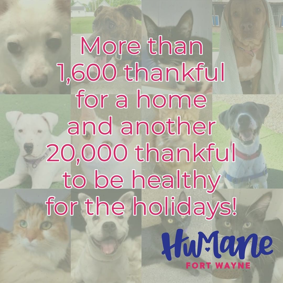 This Thanksgiving, we are thankful for all of you! 🧡 Over 1,600 pets found their forever homes through the Humane Fort Wayne Shelter so far this year, and another 20,000 pets are healthy for the holidays through the Humane Fort Wayne Clinic. All of this is thanks to the support we've received from our adopters, donors, volunteers, sponsors, and everyone else in between. If you've supported us in any way, thank you, from the bottom of our hearts! Together, we are all making a difference for the pets in our community - and for that, we are forever grateful. Happy Thanksgiving, everyone!