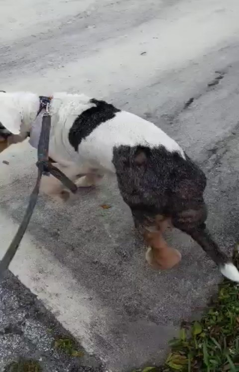 THE ADVENTURES OF WILLOUGHBY!:

SO...A SHAR PEI & A GREAT DANE WALK INTO A BAR......

Willie is on vacation with our other wonderful  FOSTERS! We have had one helluva time with their updates with him! Thought we would share!😆😆😆😆😆😆...SOUND ON!

❤🐾❤🐾❤🐾❤🐾❤🐾❤🐾❤🐾

➡️ follow @sharpeinationrescue ☑
➡️ follow @sharpeinationrescue ☑
➡️ follow @sharpeinationrescue ☑

🔖TAG Us On Pei Needing Rescue

🪙 Donate-Help us To Keep Rescuing 
     Paypal:       
     Sharpeinationrescue@gmail.com
    Cashapp: $Sharpei nationrescue

🗣 Message, DM, Text, Phone or Email 
     Us if you can FOSTER,   
     VOLUNTEER, TRANSPORT, OR
     WANT TO ADOPT! :
     305-776-4425/754-600-9412 
     Sharpeinationrescue@gmail.com 

❤🐾❤🐾❤🐾❤🐾❤🐾❤🐾❤🐾
<a target='_blank' href='https://www.instagram.com/explore/tags/fureverhome/'>#fureverhome</a> <a target='_blank' href='https://www.instagram.com/explore/tags/fureverfamily/'>#fureverfamily</a> <a target='_blank' href='https://www.instagram.com/explore/tags/dogtransport/'>#dogtransport</a> <a target='_blank' href='https://www.instagram.com/explore/tags/dogs_of_instagram/'>#dogs_of_instagram</a> <a target='_blank' href='https://www.instagram.com/explore/tags/dogstagram/'>#dogstagram</a> <a target='_blank' href='https://www.instagram.com/explore/tags/rescueismyfavoritebreed/'>#rescueismyfavoritebreed</a>
<a target='_blank' href='https://www.instagram.com/explore/tags/cutepets/'>#cutepets</a> <a target='_blank' href='https://www.instagram.com/explore/tags/dogsofinstagram/'>#dogsofinstagram</a> <a target='_blank' href='https://www.instagram.com/explore/tags/followforfollowback/'>#followforfollowback</a> <a target='_blank' href='https://www.instagram.com/explore/tags/dog/'>#dog</a> <a target='_blank' href='https://www.instagram.com/explore/tags/dogs/'>#dogs</a> <a target='_blank' href='https://www.instagram.com/explore/tags/sharpeiofficial/'>#sharpeiofficial</a> <a target='_blank' href='https://www.instagram.com/explore/tags/sharpeiofinstagram/'>#sharpeiofinstagram</a> <a target='_blank' href='https://www.instagram.com/explore/tags/sharpeidog/'>#sharpeidog</a> <a target='_blank' href='https://www.instagram.com/explore/tags/sharpeilife/'>#sharpeilife</a> <a target='_blank' href='https://www.instagram.com/explore/tags/sharpeilove/'>#sharpeilove</a> <a target='_blank' href='https://www.instagram.com/explore/tags/chinesesharpei/'>#chinesesharpei</a> <a target='_blank' href='https://www.instagram.com/explore/tags/sharpeiworld/'>#sharpeiworld</a> <a target='_blank' href='https://www.instagram.com/explore/tags/sharpeimix/'>#sharpeimix</a> <a target='_blank' href='https://www.instagram.com/explore/tags/rescuedog/'>#rescuedog</a> <a target='_blank' href='https://www.instagram.com/explore/tags/rescuedogsofinstagram/'>#rescuedogsofinstagram</a> <a target='_blank' href='https://www.instagram.com/explore/tags/rescuedogs/'>#rescuedogs</a> <a target='_blank' href='https://www.instagram.com/explore/tags/rescuedogsrock/'>#rescuedogsrock</a> <a target='_blank' href='https://www.instagram.com/explore/tags/rescuedogsrule/'>#rescuedogsrule</a> <a target='_blank' href='https://www.instagram.com/explore/tags/fosterneeded/'>#fosterneeded</a> <a target='_blank' href='https://www.instagram.com/explore/tags/cutestdogever/'>#cutestdogever</a> <a target='_blank' href='https://www.instagram.com/explore/tags/cutestdogs/'>#cutestdogs</a> <a target='_blank' href='https://www.instagram.com/explore/tags/sharpeisaroundtheworld/'>#sharpeisaroundtheworld</a> <a target='_blank' href='https://www.instagram.com/explore/tags/sharpeiofinstagram/'>#sharpeiofinstagram</a>
<a target='_blank' href='https://www.instagram.com/explore/tags/sharpei/'>#sharpei</a>