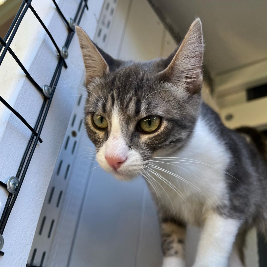 We love Mitzi !!! 
And we know you would too if you met her. Super duper playful, lap cat, kiss monster, gets along great with other cats, good with cat respecting dogs and kids! Her litter did test positive for FIV and sadly, we think it’s keeping her from getting adopted. Which is so sad because it’s not a big deal. 💔 Three of her brothers found their homes, now it’s her and her brother, Bodhi’s turn to go home. 
She is fully vetted and ready to go home. She is almost 5 months old. 
DM for an adoption questionnaire! 
.
.
.

.

.
.
.

.
<a target='_blank' href='https://www.instagram.com/explore/tags/tabbykitty/'>#tabbykitty</a><a target='_blank' href='https://www.instagram.com/explore/tags/fivpositive/'>#fivpositive</a><a target='_blank' href='https://www.instagram.com/explore/tags/fivpositivecat/'>#fivpositivecat</a><a target='_blank' href='https://www.instagram.com/explore/tags/fivpositivelyloved/'>#fivpositivelyloved</a><a target='_blank' href='https://www.instagram.com/explore/tags/whiskerwednesday/'>#whiskerwednesday</a><a target='_blank' href='https://www.instagram.com/explore/tags/kittensofig/'>#kittensofig</a><a target='_blank' href='https://www.instagram.com/explore/tags/adoptdontshop/'>#adoptdontshop</a><a target='_blank' href='https://www.instagram.com/explore/tags/carsonsheltersurvivor/'>#carsonsheltersurvivor</a><a target='_blank' href='https://www.instagram.com/explore/tags/sheltercat/'>#sheltercat</a><a target='_blank' href='https://www.instagram.com/explore/tags/formerbottlebaby/'>#formerbottlebaby</a><a target='_blank' href='https://www.instagram.com/explore/tags/cattastic/'>#cattastic</a><a target='_blank' href='https://www.instagram.com/explore/tags/fostercats/'>#fostercats</a><a target='_blank' href='https://www.instagram.com/explore/tags/fostercatsofinstagram/'>#fostercatsofinstagram</a>