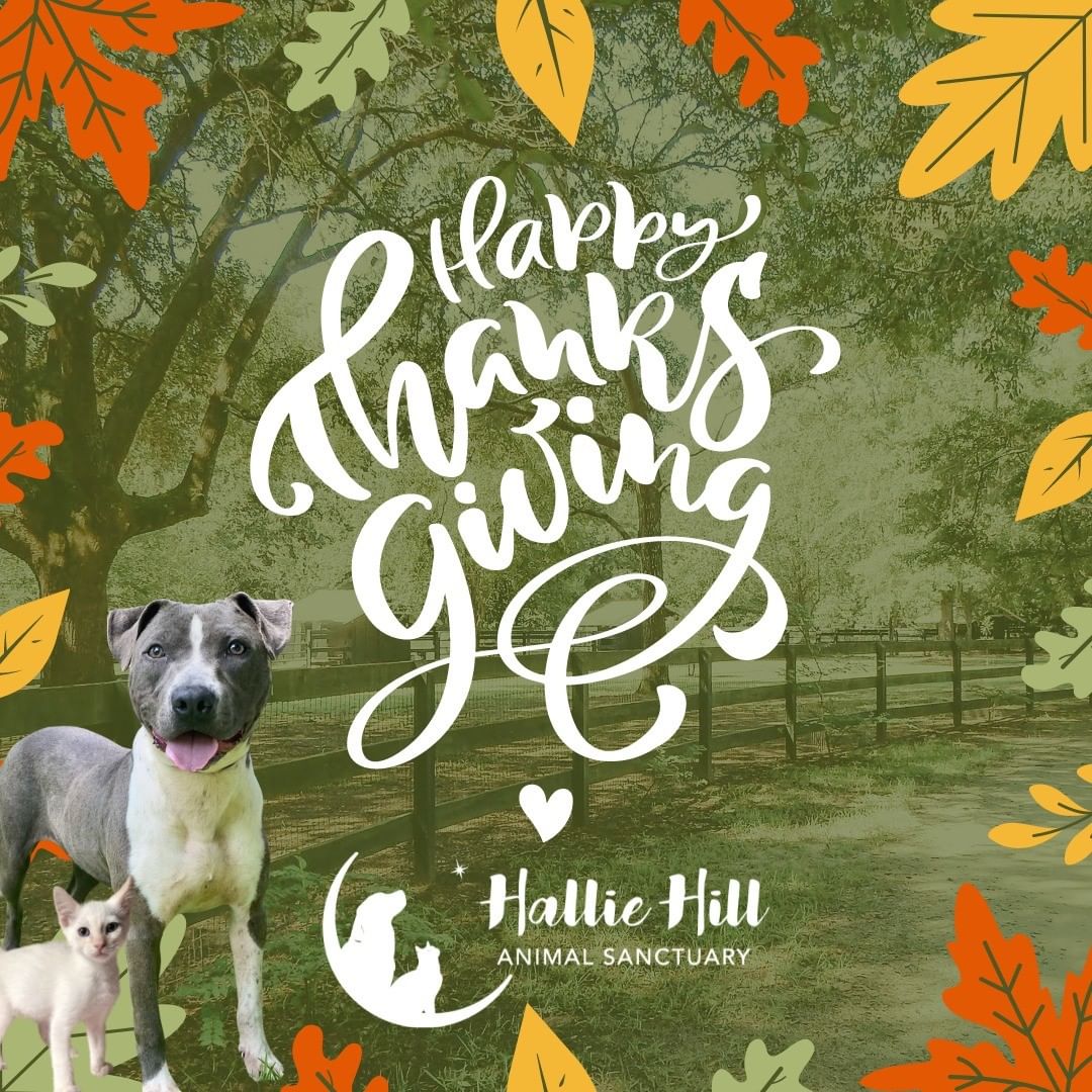 Happy Thanksgiving! We are thankful for all those that help us in continuing our mission: to provide a compassionate safe-haven with quality food and medical care for the dogs and cats that come through our gates; a temporary home for those able to be adopted and a forever home for those in need. We can't change an animal's past, but we can rewrite their future. ❤🐾 Hope you have a wonderful day!