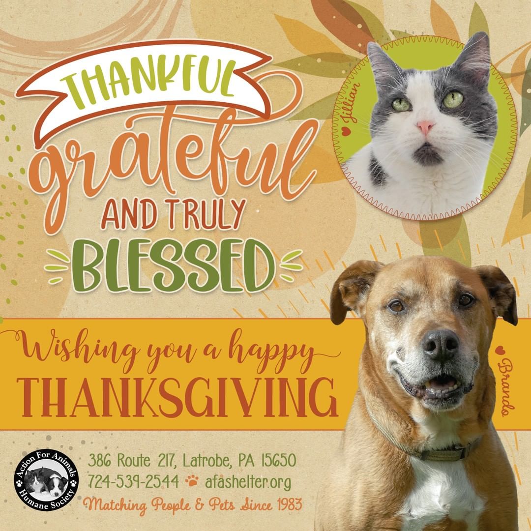 Happy Thanksgiving! We are incredibly blessed and truly thankful for each and every one of you 🥰 Pictured are senior pets Jillian and Brando who would be so grateful to find forever homes ❤