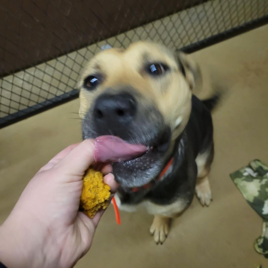 Anais made some delicious dog-friendly thanksgiving treats to share with our happy little rescues ♥️ 🧡 🤎