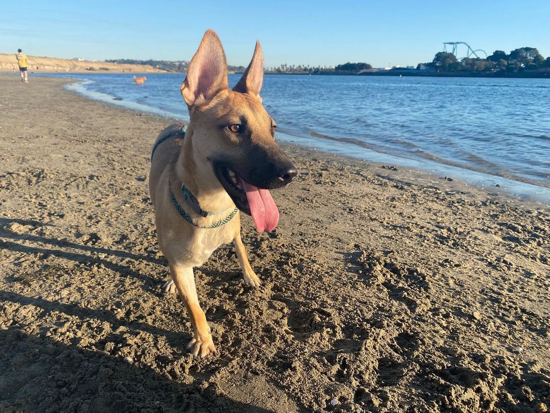 🐾💚Adopter Needed💚🐾 Lottie is a shepherd mix, about 40 pounds and is a sweet and quiet gal. She is around 2 years old and came to ASR needing to become a tripod due to her prior medical ,but has thrived ever since! Being an Amazing Tres doesn't stop her from getting out and about and having a good time. She does great with other dogs and would love to have a buddy in the home. She is a little shy with new people at first ,but LOVES pepperoni as that is the key to making her your BFF.  She would be fine with older kids ,but the younger kiddos are a little too small for her speed. She would love a family to give her all the belly rubs, ear scratches (have you seen those ears??) and quiet times are in store for this pretty girl with a family like yours. She'll be forever grateful and reciprocate with a lifetime of devotion. Submit your application today to meet Lottie today!
<a target='_blank' href='https://www.instagram.com/explore/tags/amazingstraysrescue/'>#amazingstraysrescue</a>

If you are interested, please fill out an Application on our website- amazingstraysrescue.org

🐾All supplies and an amazing support team included! 

🐾 Please share this on your social media 

🐾 Want to help? All of our incoming dogs have medical bills to be paid! You could sponsor a spay or neuter!

🐾 Fostering even for just two weeks is extremely helpful to a dog in need!

🐾 All supplies included!

<a target='_blank' href='https://www.instagram.com/explore/tags/RescueDog/'>#RescueDog</a> <a target='_blank' href='https://www.instagram.com/explore/tags/AdoptDontShop/'>#AdoptDontShop</a> <a target='_blank' href='https://www.instagram.com/explore/tags/RescuePuppy/'>#RescuePuppy</a> <a target='_blank' href='https://www.instagram.com/explore/tags/ForTheLoveOfDogs/'>#ForTheLoveOfDogs</a> <a target='_blank' href='https://www.instagram.com/explore/tags/GetInvolved/'>#GetInvolved</a> <a target='_blank' href='https://www.instagram.com/explore/tags/Donate/'>#Donate</a> <a target='_blank' href='https://www.instagram.com/explore/tags/Volunteer/'>#Volunteer</a> <a target='_blank' href='https://www.instagram.com/explore/tags/FosteringSavesLives/'>#FosteringSavesLives</a> <a target='_blank' href='https://www.instagram.com/explore/tags/dogsofinstagram/'>#dogsofinstagram</a> <a target='_blank' href='https://www.instagram.com/explore/tags/dogsofinsta/'>#dogsofinsta</a> <a target='_blank' href='https://www.instagram.com/explore/tags/asradoptme/'>#asradoptme</a>