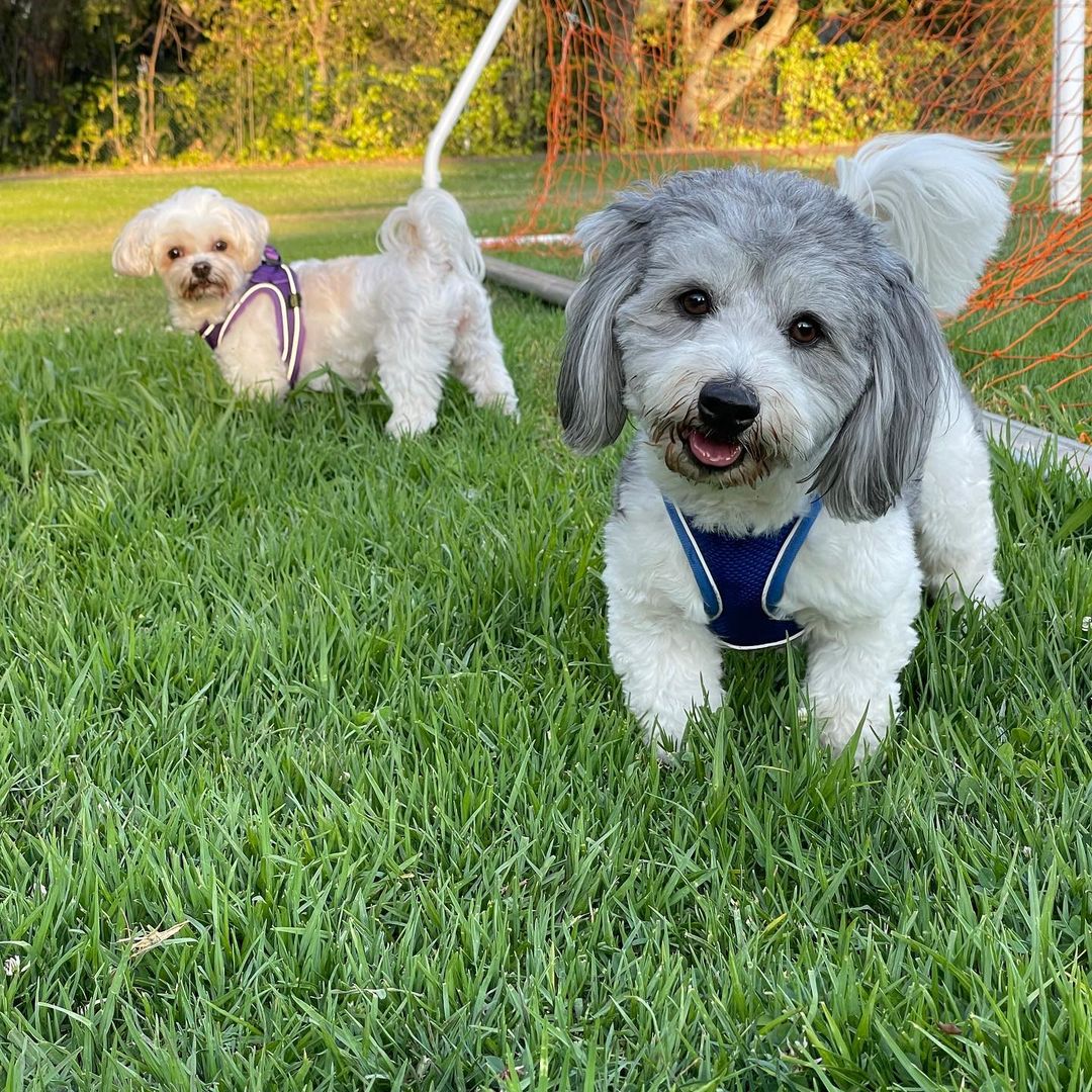 A very Happy Thanksgiving from our families to yours, featuring the fur-babies of our DPS team! 

This Thanksgiving, we are grateful for…
* Our fabulous fosters
* Our vibrant volunteer force
* Our dedicated donors
* Our tireless transport team
* Our amazing adopters
* Our partner Pet Food Express
* Our miraculous medical teams 

<a target='_blank' href='https://www.instagram.com/explore/tags/happythanksgivng/'>#happythanksgivng</a> <a target='_blank' href='https://www.instagram.com/explore/tags/thankful/'>#thankful</a> <a target='_blank' href='https://www.instagram.com/explore/tags/grateful/'>#grateful</a> <a target='_blank' href='https://www.instagram.com/explore/tags/furbabiesarefamily/'>#furbabiesarefamily</a> <a target='_blank' href='https://www.instagram.com/explore/tags/rescueisfamily/'>#rescueisfamily</a> <a target='_blank' href='https://www.instagram.com/explore/tags/whorescuedwho/'>#whorescuedwho</a>