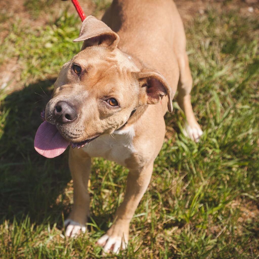 SUNNY 92.3 WET NOSE WEDNESDAY

Sandy 28166
This beautiful girl is Sandy, a 4-year-old Pit/Lab mix. Sandy is a very sweet girl. She can be a little shy when she first meets you, but she warms up quickly, especially if you have yummy treats! Sandy loves going for walks with the volunteers, and she especially enjoys being in playgroups with her canine pals. She is happy when she meets playful, friendly dogs. She'll give them a play bow and do her best to start a game of chase and wrestling. Sandy is beautiful and loving and would be the happiest girl ever if she had a forever home.

Toby 23269
Toby is a handsome guy. His personality is probably what many people think of when they think about a cat. He is fairly independent and wants attention only on his own terms. He has a regal stance and commands the room when he enters. He is able to live with other cats, but he demands respect from all who wish to share his space. Toby will let you know when he wants to be petted, but mostly he enjoys being adored from a distance. If Toby sounds like the kind of cat for you, come adopt him today!