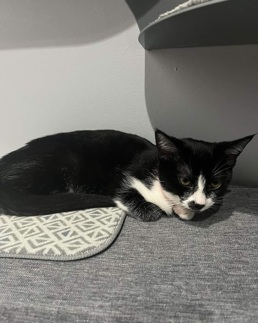 Meet Pinochle (pink collar) and Rummy (yellow collar)! These sisters are the best of friends and are currently staying at the Happy Cat Cafe waiting for their forever home. They are a little shy, but within a few minutes of them observing you, they will climb right in your lap for endless cuddles. They are the sweetest girls and get along great with other cats and kittens. They are about 3 months old. They can be adopted separately, but if you are looking for two kittens these two would be the perfect addition to your family! Be sure to visit our website to complete your application for pre-approval. https://michelesrescue.com/ 
.
.
<a target='_blank' href='https://www.instagram.com/explore/tags/michelesrescue/'>#michelesrescue</a> <a target='_blank' href='https://www.instagram.com/explore/tags/michelesrescuepawz/'>#michelesrescuepawz</a> <a target='_blank' href='https://www.instagram.com/explore/tags/michelesrescueonfacebook/'>#michelesrescueonfacebook</a> <a target='_blank' href='https://www.instagram.com/explore/tags/michelesrescueoninstgram/'>#michelesrescueoninstgram</a> <a target='_blank' href='https://www.instagram.com/explore/tags/michelesrescueoffacebook/'>#michelesrescueoffacebook</a> <a target='_blank' href='https://www.instagram.com/explore/tags/michelesrescueofinstgram/'>#michelesrescueofinstgram</a> <a target='_blank' href='https://www.instagram.com/explore/tags/beahero/'>#beahero</a> <a target='_blank' href='https://www.instagram.com/explore/tags/spayandneuter/'>#spayandneuter</a> <a target='_blank' href='https://www.instagram.com/explore/tags/pinkpawz/'>#pinkpawz</a> <a target='_blank' href='https://www.instagram.com/explore/tags/blackpawz/'>#blackpawz</a> <a target='_blank' href='https://www.instagram.com/explore/tags/whitepawz/'>#whitepawz</a> <a target='_blank' href='https://www.instagram.com/explore/tags/adoptdontshop/'>#adoptdontshop</a>