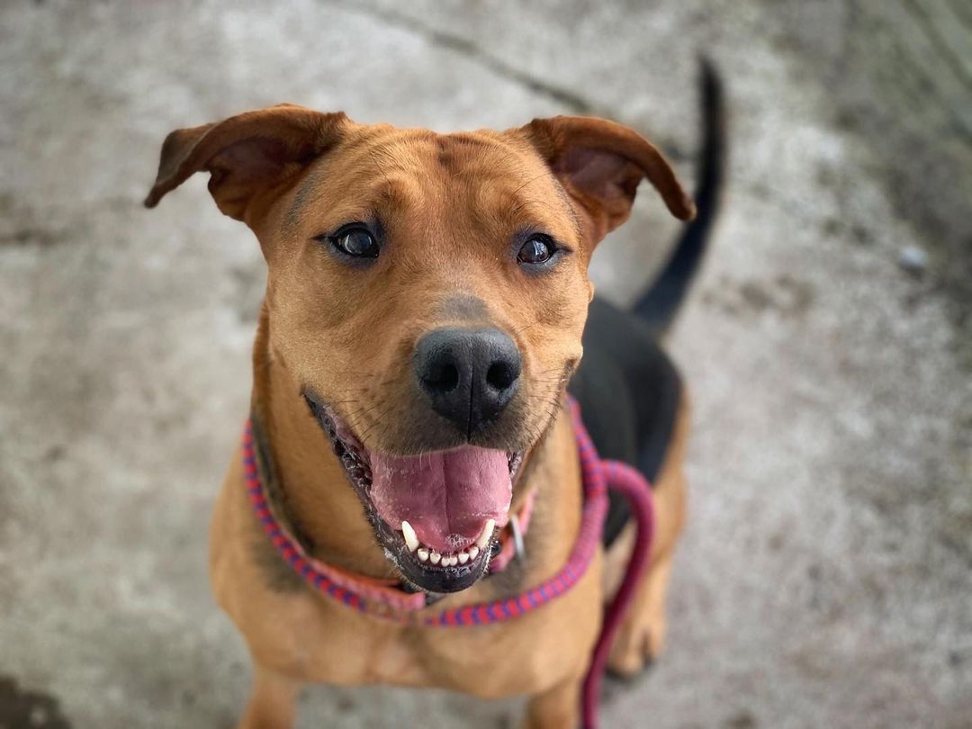 For the animals at the shelter still looking for homes, it's the little things that make all the difference. This is the season of gratitude and some of the animals at the shelter wanted to share what they're most grateful for this year.

JAYNE is grateful for food enrichment. Whether a food puzzle, stuffed kong, or kibble search, she's always excited to find out which food game the staff has prepared for her each day. For JAYNE, 'will work for food' is more than just a saying . . . it's a code to live by!

Food enrichment is just one of the many little things you make possible to ensure joy is always a factor for JAYNE and the other animals waiting for homes.

<a target='_blank' href='https://www.instagram.com/explore/tags/adirondacks/'>#adirondacks</a> <a target='_blank' href='https://www.instagram.com/explore/tags/adk/'>#adk</a> <a target='_blank' href='https://www.instagram.com/explore/tags/adirondog/'>#adirondog</a> <a target='_blank' href='https://www.instagram.com/explore/tags/adkdog/'>#adkdog</a> <a target='_blank' href='https://www.instagram.com/explore/tags/dackdog/'>#dackdog</a> <a target='_blank' href='https://www.instagram.com/explore/tags/adoptpurelove/'>#adoptpurelove</a> <a target='_blank' href='https://www.instagram.com/explore/tags/canineenrichment/'>#canineenrichment</a> <a target='_blank' href='https://www.instagram.com/explore/tags/shelterenrichment/'>#shelterenrichment</a> <a target='_blank' href='https://www.instagram.com/explore/tags/gratitude/'>#gratitude</a> <a target='_blank' href='https://www.instagram.com/explore/tags/startastoryadopt/'>#startastoryadopt</a> <a target='_blank' href='https://www.instagram.com/explore/tags/trilakeshumanesociety/'>#trilakeshumanesociety</a> <a target='_blank' href='https://www.instagram.com/explore/tags/savinglittlelives/'>#savinglittlelives</a> <a target='_blank' href='https://www.instagram.com/explore/tags/saranaclake/'>#saranaclake</a> <a target='_blank' href='https://www.instagram.com/explore/tags/saranaclakeny/'>#saranaclakeny</a> <a target='_blank' href='https://www.instagram.com/explore/tags/tupperlake/'>#tupperlake</a> <a target='_blank' href='https://www.instagram.com/explore/tags/tupperlakeny/'>#tupperlakeny</a> <a target='_blank' href='https://www.instagram.com/explore/tags/lakeplacid/'>#lakeplacid</a> <a target='_blank' href='https://www.instagram.com/explore/tags/lakeplacidny/'>#lakeplacidny</a> <a target='_blank' href='https://www.instagram.com/explore/tags/thepowerofgiving/'>#thepowerofgiving</a> <a target='_blank' href='https://www.instagram.com/explore/tags/thepowerofyou/'>#thepowerofyou</a>