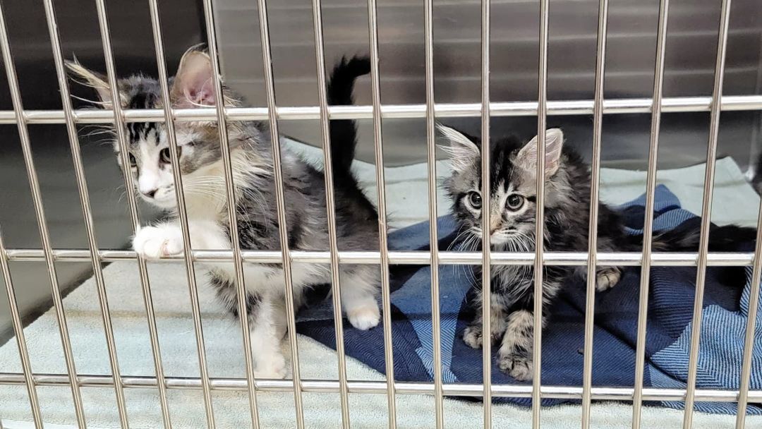 Thick as thieves! These two extra friendly bottle raised kittens don't know they're not related and they act like sisters so we'd love to see little Fig and Cookie Dough be adopted together. They are both fighting off an upper respiratory infection and are almost healthy enough to go home. Apply now to meet these two and once their sniffles are gone, you can bring them home!