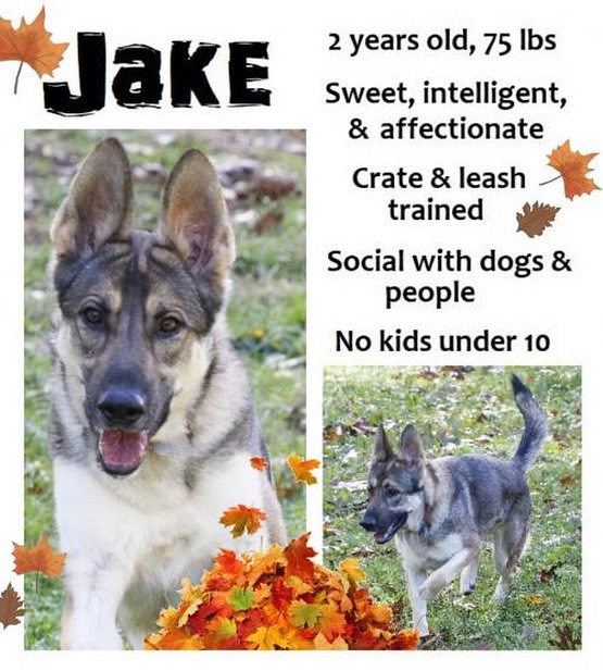 Your next best friend is waiting for you: Jake <a target='_blank' href='https://www.instagram.com/explore/tags/allshepherdrescueasr/'>#allshepherdrescueasr</a> <a target='_blank' href='https://www.instagram.com/explore/tags/asrawesome/'>#asrawesome</a> <a target='_blank' href='https://www.instagram.com/explore/tags/adopt/'>#adopt</a> <a target='_blank' href='https://www.instagram.com/explore/tags/adoptdontshop/'>#adoptdontshop</a> <a target='_blank' href='https://www.instagram.com/explore/tags/germanshepherd/'>#germanshepherd</a> <a target='_blank' href='https://www.instagram.com/explore/tags/germanshepherdsofinstagram/'>#germanshepherdsofinstagram</a> <a target='_blank' href='https://www.instagram.com/explore/tags/dogsofinstagram/'>#dogsofinstagram</a> <a target='_blank' href='https://www.instagram.com/explore/tags/puppiesofinstagram/'>#puppiesofinstagram</a>
<a target='_blank' href='https://www.instagram.com/explore/tags/rescuedogsofinstagram/'>#rescuedogsofinstagram</a> <a target='_blank' href='https://www.instagram.com/explore/tags/rescuedog/'>#rescuedog</a> <a target='_blank' href='https://www.instagram.com/explore/tags/rescue/'>#rescue</a> <a target='_blank' href='https://www.instagram.com/explore/tags/GetYourRescueOn/'>#GetYourRescueOn</a> <a target='_blank' href='https://www.instagram.com/explore/tags/gsd/'>#gsd</a> <a target='_blank' href='https://www.instagram.com/explore/tags/gsdofinstagram/'>#gsdofinstagram</a> <a target='_blank' href='https://www.instagram.com/explore/tags/gsdlove/'>#gsdlove</a> <a target='_blank' href='https://www.instagram.com/explore/tags/gsdpuppy/'>#gsdpuppy</a> <a target='_blank' href='https://www.instagram.com/explore/tags/gsdsofigworld/'>#gsdsofigworld</a>  <a target='_blank' href='https://www.instagram.com/explore/tags/gsdstagram/'>#gsdstagram</a> <a target='_blank' href='https://www.instagram.com/explore/tags/gsdofig/'>#gsdofig</a> <a target='_blank' href='https://www.instagram.com/explore/tags/dogstagram/'>#dogstagram</a> <a target='_blank' href='https://www.instagram.com/explore/tags/instagramdogs/'>#instagramdogs</a> <a target='_blank' href='https://www.instagram.com/explore/tags/dogs/'>#dogs</a> <a target='_blank' href='https://www.instagram.com/explore/tags/dog/'>#dog</a>
<a target='_blank' href='https://www.instagram.com/explore/tags/instadog/'>#instadog</a> <a target='_blank' href='https://www.instagram.com/explore/tags/doglover/'>#doglover</a>  <a target='_blank' href='https://www.instagram.com/explore/tags/dogoftheday/'>#dogoftheday</a>