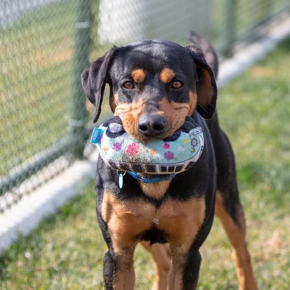 Do you need an extra player for your Thanksgiving backyard football game? Bruce is ready to step in! 

This happy pup loves to play ball and will go long for all of your touchdown passes! Bruce loves playing with other pups or making friends with people, no need to trade players, he is ready to join the team! Bruce might need to brush up on a few plays, but he learned 