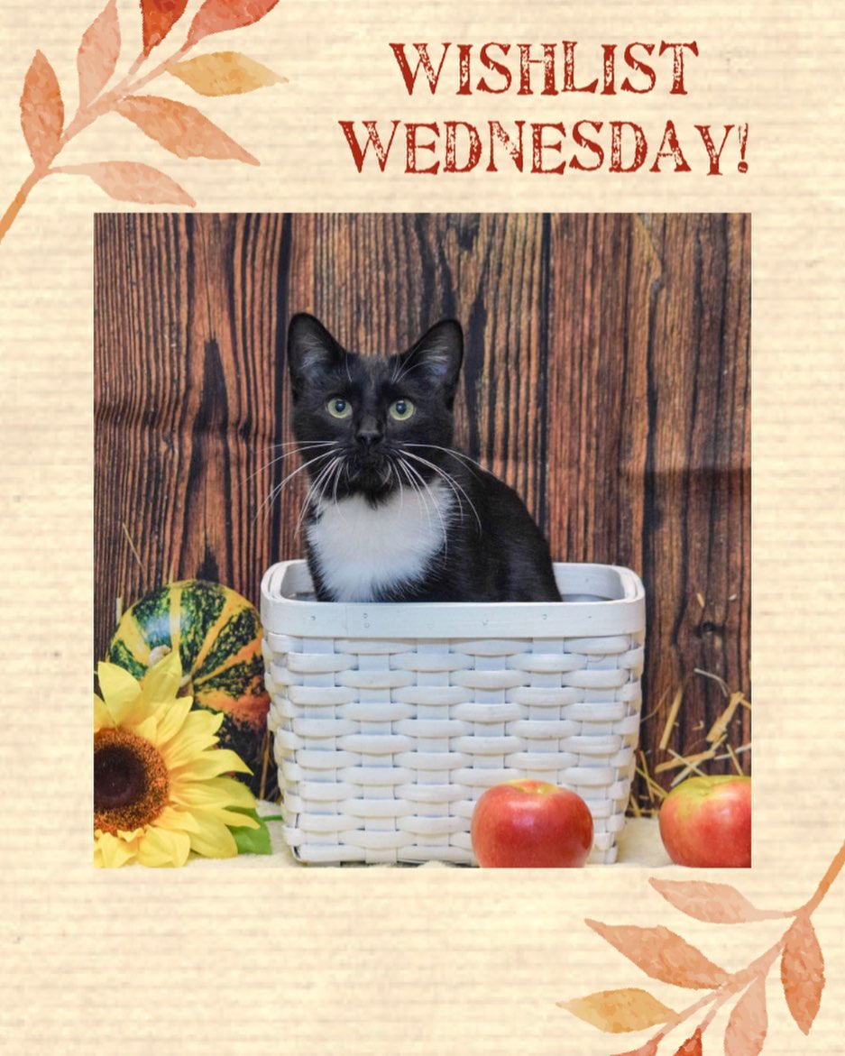 www.animalhouseshelter.com

❤ IT’S WISHLIST WEDNESDAY! ❤

This week we are asking for the following items:

✔Medium and Large Martingale Collars
✔ Flat Sided Water Buckets
✔ Wet and Dry Kitten Food

Featured is adoptable Cat Pochahontas who can't wait to find her forever family!

PLEASE SHARE, SHARE, SHARE!

We would appreciate any donation or you are welcome to click on our Amazon Wishlist and have the items shipped directly to the shelter. https://www.amazon.com/hz/wishlist/ls/3NLUPIBFEJMM6/ref=nav_wishlist_lists_1?_encoding=UTF8&type=wishlist
Volunteer here: https://www.animalhouseshelter.com/volunteer/
Donate here: https://www.animalhouseshelter.com/donate-now/
How to Foster: https://www.animalhouseshelter.com/foster/
Application to Adopt: https://www.animalhouseshelter.com/adoption-application/
How to Adopt: https://www.animalhouseshelter.com/adopt/
Adoptable Dogs: https://www.animalhouseshelter.com/dogs/
Adoptable Cats: https://www.animalhouseshelter.com/cats/
Volunteering: https://www.animalhouseshelter.com/volunteer/
Amazon wish list:
https://www.amazon.com/.../ref=nav_wishlist_lists_1...
General Wishlist: https://www.animalhouseshelter.com/wish-list/
<a target='_blank' href='https://www.instagram.com/explore/tags/loveisrescued/'>#loveisrescued</a> <a target='_blank' href='https://www.instagram.com/explore/tags/adoptdontshop/'>#adoptdontshop</a>
<a target='_blank' href='https://www.instagram.com/explore/tags/adoptme/'>#adoptme</a> <a target='_blank' href='https://www.instagram.com/explore/tags/animalhouseshelterhuntley/'>#animalhouseshelterhuntley</a> <a target='_blank' href='https://www.instagram.com/explore/tags/huntleyanimalshelter/'>#huntleyanimalshelter</a>
<a target='_blank' href='https://www.instagram.com/explore/tags/animalrescue/'>#animalrescue</a> <a target='_blank' href='https://www.instagram.com/explore/tags/adoptabledogs/'>#adoptabledogs</a> <a target='_blank' href='https://www.instagram.com/explore/tags/rescue/'>#rescue</a> ?<a target='_blank' href='https://www.instagram.com/explore/tags/dogs/'>#dogs</a> <a target='_blank' href='https://www.instagram.com/explore/tags/cats/'>#cats</a> <a target='_blank' href='https://www.instagram.com/explore/tags/nokill/'>#nokill</a> <a target='_blank' href='https://www.instagram.com/explore/tags/charity/'>#charity</a> <a target='_blank' href='https://www.instagram.com/explore/tags/nonprofit/'>#nonprofit</a> <a target='_blank' href='https://www.instagram.com/explore/tags/animalshelter/'>#animalshelter</a> <a target='_blank' href='https://www.instagram.com/explore/tags/shelter/'>#shelter</a> <a target='_blank' href='https://www.instagram.com/explore/tags/animals/'>#animals</a> <a target='_blank' href='https://www.instagram.com/explore/tags/adopt/'>#adopt</a> <a target='_blank' href='https://www.instagram.com/explore/tags/foster/'>#foster</a> <a target='_blank' href='https://www.instagram.com/explore/tags/volunteer/'>#volunteer</a> <a target='_blank' href='https://www.instagram.com/explore/tags/donate/'>#donate</a> <a target='_blank' href='https://www.instagram.com/explore/tags/fundraiser/'>#fundraiser</a> <a target='_blank' href='https://www.instagram.com/explore/tags/event/'>#event</a> <a target='_blank' href='https://www.instagram.com/explore/tags/fundraising/'>#fundraising</a> <a target='_blank' href='https://www.instagram.com/explore/tags/donations/'>#donations</a> <a target='_blank' href='https://www.instagram.com/explore/tags/savealife/'>#savealife</a> <a target='_blank' href='https://www.instagram.com/explore/tags/humanesociety/'>#humanesociety</a> <a target='_blank' href='https://www.instagram.com/explore/tags/homeless/'>#homeless</a>