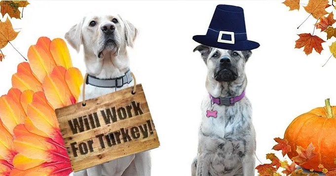 It is with very grateful hearts that we celebrate this Thanksgiving.  We are so blessed to have all of you as friends & followers, supporters, volunteers, adopters and most importantly, fosters!  We LUV each and every one of you!  Happy Thanksgiving from all of us at @mustluvdogslarescue  <a target='_blank' href='https://www.instagram.com/explore/tags/happythanksgivng/'>#happythanksgivng</a> <a target='_blank' href='https://www.instagram.com/explore/tags/mustluvdogsrescue/'>#mustluvdogsrescue</a>🐶