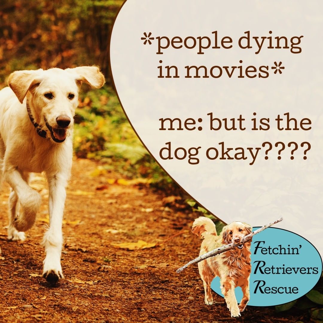 You know you're a dog person when you're more concerned about the dog in a movie than the people.

<a target='_blank' href='https://www.instagram.com/explore/tags/fetchinretrieversrescue/'>#fetchinretrieversrescue</a>
<a target='_blank' href='https://www.instagram.com/explore/tags/adoptdontshop/'>#adoptdontshop</a>
<a target='_blank' href='https://www.instagram.com/explore/tags/doglove/'>#doglove</a>
<a target='_blank' href='https://www.instagram.com/explore/tags/dogs/'>#dogs</a>
<a target='_blank' href='https://www.instagram.com/explore/tags/dogsofinstagram/'>#dogsofinstagram</a>
<a target='_blank' href='https://www.instagram.com/explore/tags/dogrescue/'>#dogrescue</a>
<a target='_blank' href='https://www.instagram.com/explore/tags/rescuedogsofinstagram/'>#rescuedogsofinstagram</a> 
<a target='_blank' href='https://www.instagram.com/explore/tags/rescuework/'>#rescuework</a>
<a target='_blank' href='https://www.instagram.com/explore/tags/nonprofit/'>#nonprofit</a>
<a target='_blank' href='https://www.instagram.com/explore/tags/adopt/'>#adopt</a>
<a target='_blank' href='https://www.instagram.com/explore/tags/pets/'>#pets</a>
<a target='_blank' href='https://www.instagram.com/explore/tags/spayandneuter/'>#spayandneuter</a>
<a target='_blank' href='https://www.instagram.com/explore/tags/dogsaremylife/'>#dogsaremylife</a>
<a target='_blank' href='https://www.instagram.com/explore/tags/rescuedogsrock/'>#rescuedogsrock</a>
<a target='_blank' href='https://www.instagram.com/explore/tags/rescuedismyfavoritebreed/'>#rescuedismyfavoritebreed</a>