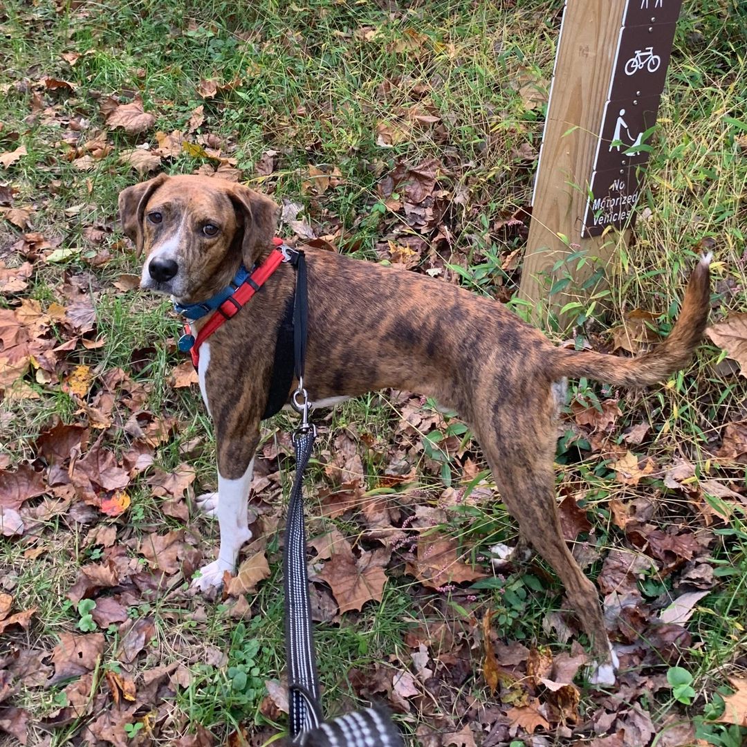 Adoptable Balor is grateful for his foster family, beautiful hikes, and his future furever home! 🥰

What are you grateful for? (Is it Balor being available for adoption? 😉)

More information about making this happy guy yours at link in bio! 🐾

<a target='_blank' href='https://www.instagram.com/explore/tags/AdoptBalor/'>#AdoptBalor</a> <a target='_blank' href='https://www.instagram.com/explore/tags/AdoptMe/'>#AdoptMe</a> <a target='_blank' href='https://www.instagram.com/explore/tags/Adoptable/'>#Adoptable</a> <a target='_blank' href='https://www.instagram.com/explore/tags/Thanksgiving/'>#Thanksgiving</a> <a target='_blank' href='https://www.instagram.com/explore/tags/RescueDogsofInstagram/'>#RescueDogsofInstagram</a> <a target='_blank' href='https://www.instagram.com/explore/tags/hound/'>#hound</a> <a target='_blank' href='https://www.instagram.com/explore/tags/houndrescue/'>#houndrescue</a> <a target='_blank' href='https://www.instagram.com/explore/tags/houndsofinstagram/'>#houndsofinstagram</a> <a target='_blank' href='https://www.instagram.com/explore/tags/hounddog/'>#hounddog</a> <a target='_blank' href='https://www.instagram.com/explore/tags/houndlife/'>#houndlife</a> <a target='_blank' href='https://www.instagram.com/explore/tags/houndlove/'>#houndlove</a> <a target='_blank' href='https://www.instagram.com/explore/tags/adoptahound/'>#adoptahound</a> <a target='_blank' href='https://www.instagram.com/explore/tags/dogsofdc/'>#dogsofdc</a> <a target='_blank' href='https://www.instagram.com/explore/tags/dcdogs/'>#dcdogs</a> <a target='_blank' href='https://www.instagram.com/explore/tags/fureverfamily/'>#fureverfamily</a> <a target='_blank' href='https://www.instagram.com/explore/tags/adoption/'>#adoption</a>