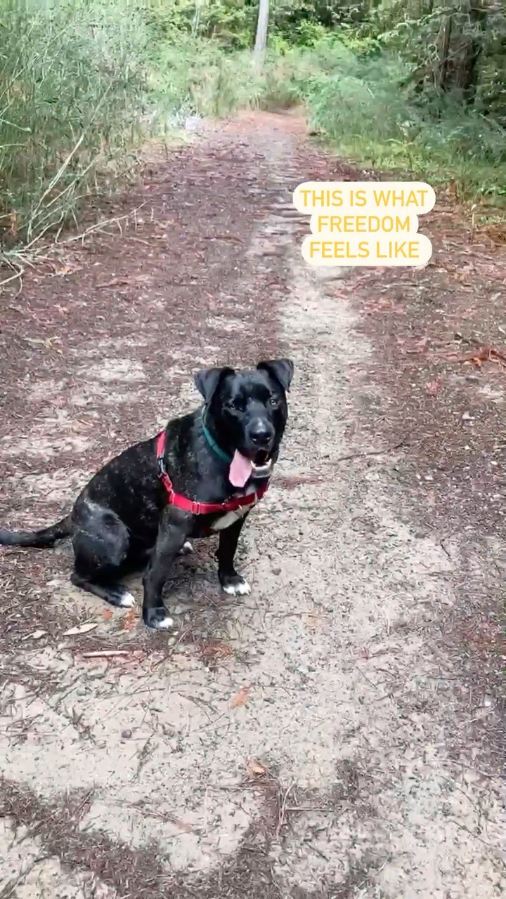 “The complete expression of joy” -Carolyn, an all-star volunteer who has been working one-on-one with Mikey for almost a year! 

Mikey is a loving, loyal and intelligent dog who deserves to be this free all of the time! He has great recall and excels at commands. He would be the perfect sidekick/adventure buddy for someone as special as he is 💙

<a target='_blank' href='https://www.instagram.com/explore/tags/robinhoodandlittlejohnwalkingthroughtheforest/'>#robinhoodandlittlejohnwalkingthroughtheforest</a> <a target='_blank' href='https://www.instagram.com/explore/tags/joy/'>#joy</a> <a target='_blank' href='https://www.instagram.com/explore/tags/hiking/'>#hiking</a> <a target='_blank' href='https://www.instagram.com/explore/tags/forest/'>#forest</a> <a target='_blank' href='https://www.instagram.com/explore/tags/dog/'>#dog</a> <a target='_blank' href='https://www.instagram.com/explore/tags/dogs/'>#dogs</a> <a target='_blank' href='https://www.instagram.com/explore/tags/dogsofinstagram/'>#dogsofinstagram</a> <a target='_blank' href='https://www.instagram.com/explore/tags/shelterdogs/'>#shelterdogs</a>
<a target='_blank' href='https://www.instagram.com/explore/tags/mendocinocoasthumanesociety/'>#mendocinocoasthumanesociety</a> <a target='_blank' href='https://www.instagram.com/explore/tags/humanesociety/'>#humanesociety</a> <a target='_blank' href='https://www.instagram.com/explore/tags/rescue/'>#rescue</a> <a target='_blank' href='https://www.instagram.com/explore/tags/dogrescue/'>#dogrescue</a> <a target='_blank' href='https://www.instagram.com/explore/tags/rescuedismyfavoritebreed/'>#rescuedismyfavoritebreed</a> <a target='_blank' href='https://www.instagram.com/explore/tags/shelter/'>#shelter</a> <a target='_blank' href='https://www.instagram.com/explore/tags/adoptable/'>#adoptable</a> <a target='_blank' href='https://www.instagram.com/explore/tags/adopt/'>#adopt</a> <a target='_blank' href='https://www.instagram.com/explore/tags/adoptdontshop/'>#adoptdontshop</a> <a target='_blank' href='https://www.instagram.com/explore/tags/adoptme/'>#adoptme</a> <a target='_blank' href='https://www.instagram.com/explore/tags/cute/'>#cute</a> <a target='_blank' href='https://www.instagram.com/explore/tags/adorable/'>#adorable</a> <a target='_blank' href='https://www.instagram.com/explore/tags/mendocino/'>#mendocino</a> <a target='_blank' href='https://www.instagram.com/explore/tags/mendocinocoast/'>#mendocinocoast</a> <a target='_blank' href='https://www.instagram.com/explore/tags/fortbragg/'>#fortbragg</a> <a target='_blank' href='https://www.instagram.com/explore/tags/fortbraggca/'>#fortbraggca</a> <a target='_blank' href='https://www.instagram.com/explore/tags/humanesociety/'>#humanesociety</a> <a target='_blank' href='https://www.instagram.com/explore/tags/northcoast/'>#northcoast</a> <a target='_blank' href='https://www.instagram.com/explore/tags/northerncalifornia/'>#northerncalifornia</a>