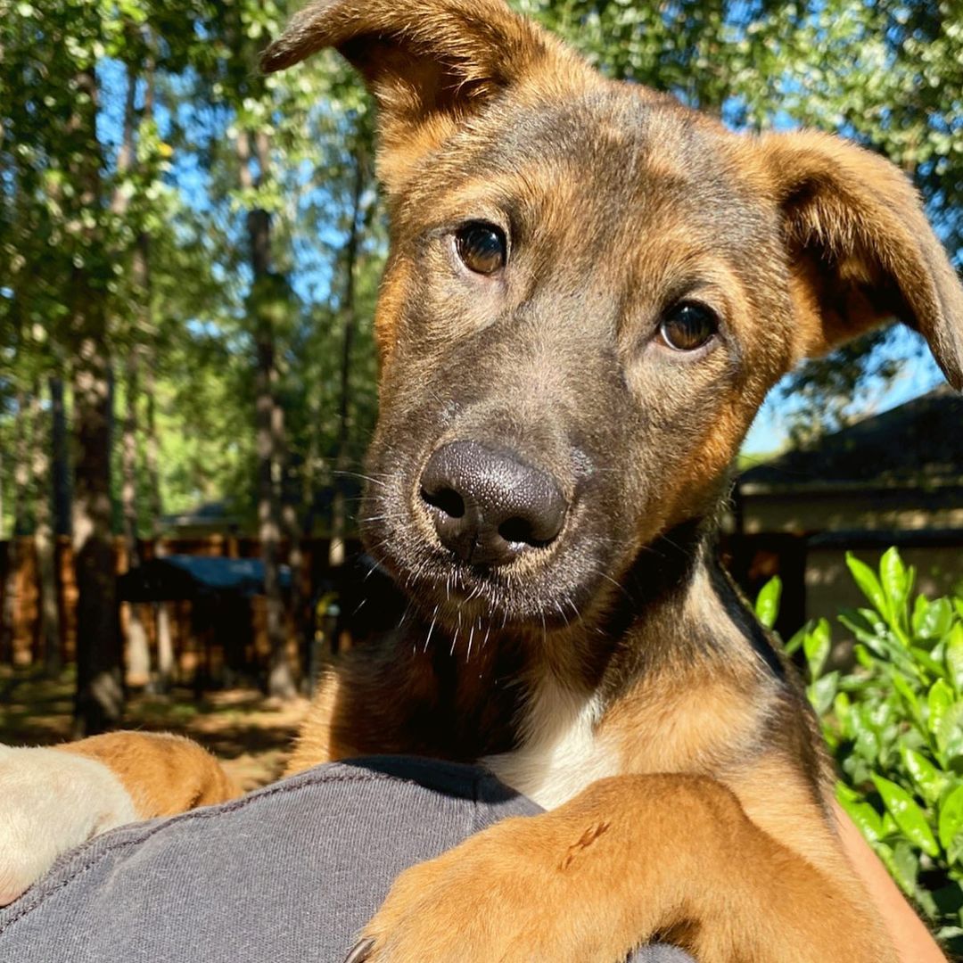 Flint is back! Sometimes, people adopt a puppy. Flint with his handsome looks got adopted and returned for being a puppy! He wasn’t bad (no dogs are bad) he needs what puppies need - training and patience. Dogs need to develop a routine, learn manners, and our boy Flint is no exception. He is chill and sweet, loving and fun. He is not sure about walks on a leash yet and needs a person willing to spend time with him to show him all the good life has to offer. Come and meet Flint. He would love to have a home for Thanksgiving. ❤️ <a target='_blank' href='https://www.instagram.com/explore/tags/abandonedanimalrescue/'>#abandonedanimalrescue</a> <a target='_blank' href='https://www.instagram.com/explore/tags/givingpawsahelpinghand/'>#givingpawsahelpinghand</a> <a target='_blank' href='https://www.instagram.com/explore/tags/dogsofaar/'>#dogsofaar</a> <a target='_blank' href='https://www.instagram.com/explore/tags/pupper/'>#pupper</a> <a target='_blank' href='https://www.instagram.com/explore/tags/doggo/'>#doggo</a> <a target='_blank' href='https://www.instagram.com/explore/tags/rescue/'>#rescue</a> <a target='_blank' href='https://www.instagram.com/explore/tags/rescuedogs/'>#rescuedogs</a> <a target='_blank' href='https://www.instagram.com/explore/tags/shelterdog/'>#shelterdog</a> <a target='_blank' href='https://www.instagram.com/explore/tags/happydog/'>#happydog</a> <a target='_blank' href='https://www.instagram.com/explore/tags/gooddoggo/'>#gooddoggo</a> <a target='_blank' href='https://www.instagram.com/explore/tags/lovedogs/'>#lovedogs</a> <a target='_blank' href='https://www.instagram.com/explore/tags/puppies/'>#puppies</a> <a target='_blank' href='https://www.instagram.com/explore/tags/adopt/'>#adopt</a> <a target='_blank' href='https://www.instagram.com/explore/tags/adoptdontshop/'>#adoptdontshop</a> <a target='_blank' href='https://www.instagram.com/explore/tags/adoptable/'>#adoptable</a> <a target='_blank' href='https://www.instagram.com/explore/tags/conroetx/'>#conroetx</a> <a target='_blank' href='https://www.instagram.com/explore/tags/springtx/'>#springtx</a> <a target='_blank' href='https://www.instagram.com/explore/tags/katytx/'>#katytx</a> <a target='_blank' href='https://www.instagram.com/explore/tags/cypresstx/'>#cypresstx</a> <a target='_blank' href='https://www.instagram.com/explore/tags/houston/'>#houston</a> <a target='_blank' href='https://www.instagram.com/explore/tags/magnoliachamberofcommerce/'>#magnoliachamberofcommerce</a> <a target='_blank' href='https://www.instagram.com/explore/tags/magnoliatx/'>#magnoliatx</a> <a target='_blank' href='https://www.instagram.com/explore/tags/thewoodlands/'>#thewoodlands</a> <a target='_blank' href='https://www.instagram.com/explore/tags/shepherdpuppy/'>#shepherdpuppy</a> <a target='_blank' href='https://www.instagram.com/explore/tags/shepherdmix/'>#shepherdmix</a> <a target='_blank' href='https://www.instagram.com/explore/tags/puppylove/'>#puppylove</a> <a target='_blank' href='https://www.instagram.com/explore/tags/puppylife/'>#puppylife</a>