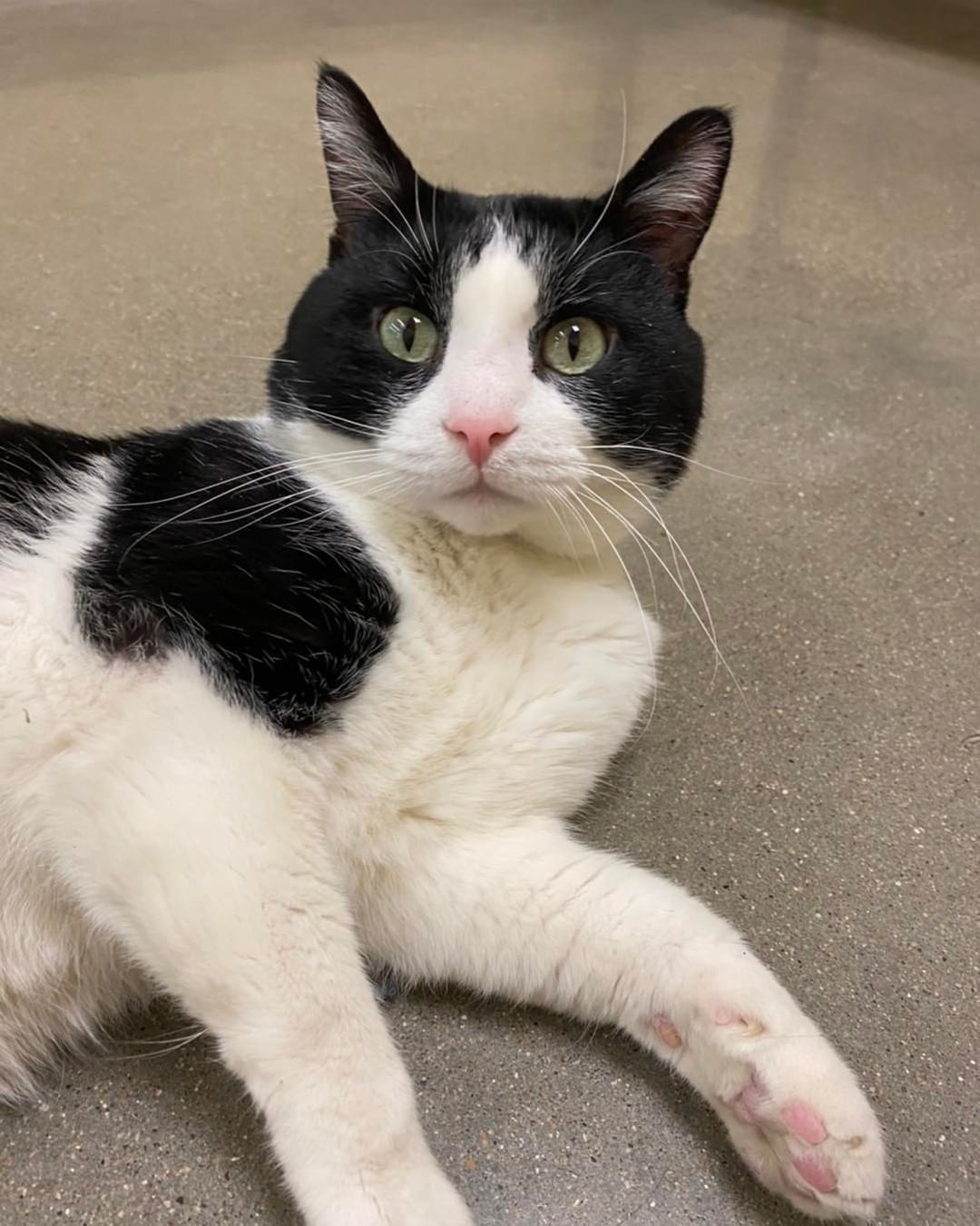 Trigger has it all going for him He’s handsome, he has the cutest little pink nose, he’s playful, and he loves people! 😻

You can stop by the Ames Petco to meet him, he even gives out kisses too! Or apply to adopt him at 
https://adopt.adopets.com/pet/a5357ad2-c0e7-49f6-b8a3-778969f70859?tracking=df22188f-4f04-4dd8-a6e3-539d2bc8112c