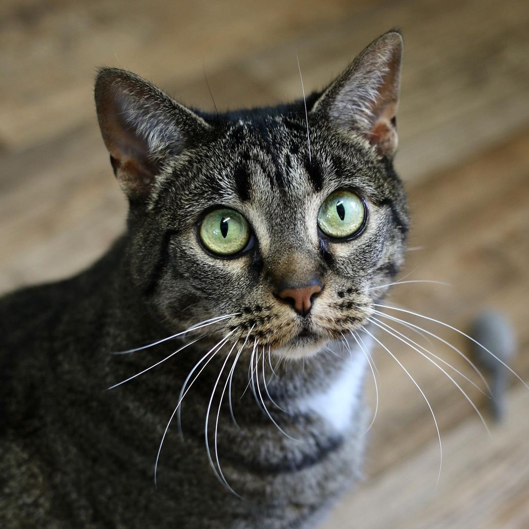 There wasn’t a <a target='_blank' href='https://www.instagram.com/explore/tags/whiskerwednesday/'>#whiskerwednesday</a> contest, but Arya still won 💖

Not only does she have the most beautiful whiskers, she has an adorably expressive face! Swipe to see how she looks if you tell her she doesn’t get cheek scratches, and then how she looks when she gets them 🥰

Learn more about Arya on our website, linked in our bio! 
.
.
.

 <a target='_blank' href='https://www.instagram.com/explore/tags/instacat/'>#instacat</a> <a target='_blank' href='https://www.instagram.com/explore/tags/catsofinstagram/'>#catsofinstagram</a> <a target='_blank' href='https://www.instagram.com/explore/tags/catoftheday/'>#catoftheday</a> <a target='_blank' href='https://www.instagram.com/explore/tags/igcat/'>#igcat</a> <a target='_blank' href='https://www.instagram.com/explore/tags/rescuecat/'>#rescuecat</a> <a target='_blank' href='https://www.instagram.com/explore/tags/rescuecatsofinstagram/'>#rescuecatsofinstagram</a> <a target='_blank' href='https://www.instagram.com/explore/tags/cat/'>#cat</a> <a target='_blank' href='https://www.instagram.com/explore/tags/cats/'>#cats</a> <a target='_blank' href='https://www.instagram.com/explore/tags/rescuepets/'>#rescuepets</a> <a target='_blank' href='https://www.instagram.com/explore/tags/instapet/'>#instapet</a> <a target='_blank' href='https://www.instagram.com/explore/tags/igpets/'>#igpets</a> <a target='_blank' href='https://www.instagram.com/explore/tags/petsofinstagram/'>#petsofinstagram</a> <a target='_blank' href='https://www.instagram.com/explore/tags/kitty/'>#kitty</a> <a target='_blank' href='https://www.instagram.com/explore/tags/kittylove/'>#kittylove</a> <a target='_blank' href='https://www.instagram.com/explore/tags/animalrescue/'>#animalrescue</a> <a target='_blank' href='https://www.instagram.com/explore/tags/adoptdontshop/'>#adoptdontshop</a> <a target='_blank' href='https://www.instagram.com/explore/tags/goodkitty/'>#goodkitty</a> <a target='_blank' href='https://www.instagram.com/explore/tags/pnwcats/'>#pnwcats</a> <a target='_blank' href='https://www.instagram.com/explore/tags/pnwpets/'>#pnwpets</a> <a target='_blank' href='https://www.instagram.com/explore/tags/pdxcat/'>#pdxcat</a> <a target='_blank' href='https://www.instagram.com/explore/tags/pdxpets/'>#pdxpets</a> <a target='_blank' href='https://www.instagram.com/explore/tags/pdxadopt/'>#pdxadopt</a> <a target='_blank' href='https://www.instagram.com/explore/tags/pdx/'>#pdx</a> <a target='_blank' href='https://www.instagram.com/explore/tags/portlandia/'>#portlandia</a> <a target='_blank' href='https://www.instagram.com/explore/tags/igaddict/'>#igaddict</a> <a target='_blank' href='https://www.instagram.com/explore/tags/instadaily/'>#instadaily</a> <a target='_blank' href='https://www.instagram.com/explore/tags/catsofig/'>#catsofig</a>