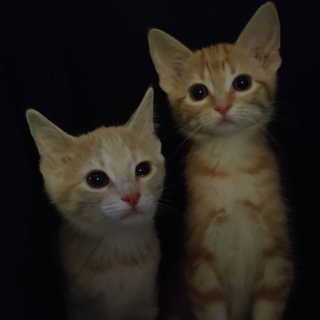 The Pizza Pals are on the hunt for their forever home.

DiGiorno - It's not delivery, it's DiGiorno! The only boy in the crew, this guy purrs the second you look at him and doesn't stop as long as you pay attention to him. He is playful and full of energy (so, a regular kitten), but he also doesn't waste an opportunity for a snuggle. He loves kisses and being told he is cute. Fav toppings: pepperoni. 

Delissio - This beige beauty is an absolute sweetheart. She has her head tilt down and you'll be wrapped around her little paw in no time. She wants to be close (what is personal space?), so if you'd like a gal to snuggle up with, she might be the one for you. Fav toppings: Chicken, bacon, ranch. 

Deep Dish - this tiny bundle of cuteness is almost too much to handle. She is super sweet and absolutely melts into pets. She has a gorgeous reddish-orange coat and a beautiful swirly pattern. Not a huge fan of being held (she has too many things to do), but definitely a big fan of cuddling up with you. Playful, cute, and sweet. Fav toppings: all cheese, baby. 

Dominos - Dom is the most laid back of the crew. Happy to chase her siblings around or cuddle up in your lap. This adorable, loving gal is an all around sweetheart. She even lets her sibling nurse on her tummy when they need some comfort. Purrs aplenty with this little lady. Fav toppings: ham and extra cheese. 

Delivery Driver Dave - This little lady is the most shy of the group, but the second she trusts you, she is full of snuggles and sweetness. She has a look of constant concern (she hasn't been getting a whole lot of tips, so it is understandable), but rest assured, she is one happy little delivery driver. She loves to chase around her siblings, especially Deep Dish. She would likely do best in a home with another kitty friend to help her come out of her shell. Fav toppings: Fully loaded. 

You can apply to meet them at www.streetcat.ca/adopt

Pic 1: DDD and DiGiornio
Pic 2: Delissio & Deep Dish
Pic 3: Delissio & Dominos
Pic 4: Delissio
Pic 5: DiGiorno & Deep Dish
Pic 6: Deep Dish
Pic 7: DiGiorno