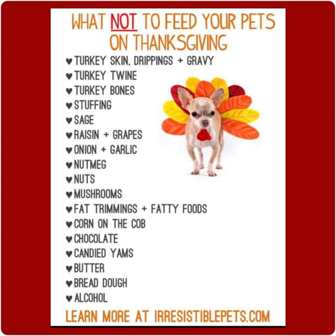 NO-NOS FOR FIDO. REMEMBER, THEY MIGHT LIKE THESE FOODS BUT, THESE FOODS WILL NOT LIKE THEM BACK. 🦃🦃🦃

🍛🦃🍛🦃🍛🦃🍛🦃🍛🦃🍛🦃🍛🦃

<a target='_blank' href='https://www.instagram.com/explore/tags/happythanksgivng/'>#happythanksgivng</a> <a target='_blank' href='https://www.instagram.com/explore/tags/happythanksgivingday/'>#happythanksgivingday</a> <a target='_blank' href='https://www.instagram.com/explore/tags/happythankgiving/'>#happythankgiving</a> <a target='_blank' href='https://www.instagram.com/explore/tags/holidays/'>#holidays</a> <a target='_blank' href='https://www.instagram.com/explore/tags/holidaysarehere/'>#holidaysarehere</a> <a target='_blank' href='https://www.instagram.com/explore/tags/sharpeiclub/'>#sharpeiclub</a> <a target='_blank' href='https://www.instagram.com/explore/tags/sharpei/'>#sharpei</a> <a target='_blank' href='https://www.instagram.com/explore/tags/sharpeis/'>#sharpeis</a> <a target='_blank' href='https://www.instagram.com/explore/tags/sharpeisaroundtheworld/'>#sharpeisaroundtheworld</a> <a target='_blank' href='https://www.instagram.com/explore/tags/sharpeiaroundtheworld/'>#sharpeiaroundtheworld</a> <a target='_blank' href='https://www.instagram.com/explore/tags/dogrescue/'>#dogrescue</a> <a target='_blank' href='https://www.instagram.com/explore/tags/doglife/'>#doglife</a>🐾 <a target='_blank' href='https://www.instagram.com/explore/tags/instadogs/'>#instadogs</a> <a target='_blank' href='https://www.instagram.com/explore/tags/dogs_of_instagram/'>#dogs_of_instagram</a> <a target='_blank' href='https://www.instagram.com/explore/tags/dogs/'>#dogs</a> <a target='_blank' href='https://www.instagram.com/explore/tags/besafe/'>#besafe</a> <a target='_blank' href='https://www.instagram.com/explore/tags/besafeeveryone/'>#besafeeveryone</a>