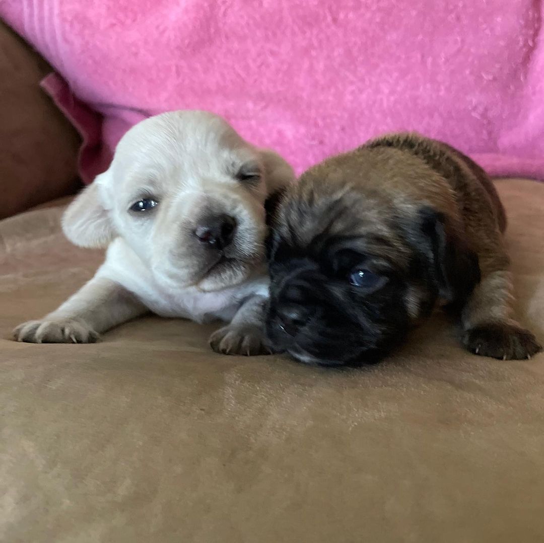 CALLING ALL PUPPY FOSTERS 

This week, we’ve been contacted about numerous litters of puppies who need rescue. We cannot save them without dedicated foster homes. Here’s the deal: We provide all the supplies + medical needs. You supply the warm home and endless love. Sounds like the perfect scenario, right? There’s nothing that brings a family together on Thanksgiving like puppy cuddles!!

Ideally, we are hoping to break these four litters into groups of 2-3 puppies at each foster home. A little about each litter:

✨ Pit/Maltipoo puppies (9 total). These 10 week old fuzzy pibble puppies were rescued by a kind human who has raised them since they were babies. Now they want help rehoming them to ensure they end up in safe homes. We want to send them to foster homes in groups of 3 puppies.

✨ Pit/Shepherd mixes (10 total). They are approx 8-10 weeks old so they will be available for adoption once they are medically cleared. We want to send them to foster homes in groups of 2-3 puppies.

✨ Pug/Chihuahua mixes (3 total). They are only 2 weeks old so they will need a foster who can keep them together until they are 8 weeks old. They are itty bitty and so cute!

✨ Chi/Doxie (4 total). They are only 2 weeks old so they will need a foster who can keep them together until they are 8 weeks old.

Can you help with any of the puppies? If you’re an existing foster, please reach out to our foster team. If you’re a new foster, please fill out an application at hitlivingfoundation.org/foster 💛

<a target='_blank' href='https://www.instagram.com/explore/tags/hitliving/'>#hitliving</a> <a target='_blank' href='https://www.instagram.com/explore/tags/foundlove/'>#foundlove</a> <a target='_blank' href='https://www.instagram.com/explore/tags/puppyfoster/'>#puppyfoster</a> <a target='_blank' href='https://www.instagram.com/explore/tags/losangeles/'>#losangeles</a> <a target='_blank' href='https://www.instagram.com/explore/tags/puppyfosters/'>#puppyfosters</a> <a target='_blank' href='https://www.instagram.com/explore/tags/fosterfamily/'>#fosterfamily</a> <a target='_blank' href='https://www.instagram.com/explore/tags/fosterfam/'>#fosterfam</a> <a target='_blank' href='https://www.instagram.com/explore/tags/fosterfamilies/'>#fosterfamilies</a>