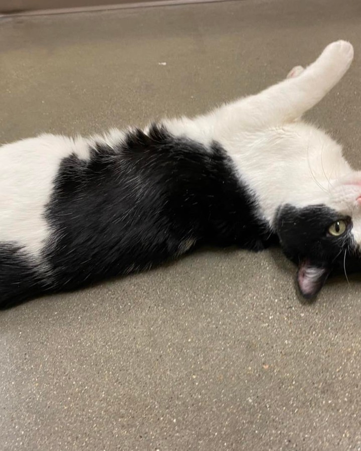 Trigger has it all going for him He’s handsome, he has the cutest little pink nose, he’s playful, and he loves people! 😻

You can stop by the Ames Petco to meet him, he even gives out kisses too! Or apply to adopt him at 
https://adopt.adopets.com/pet/a5357ad2-c0e7-49f6-b8a3-778969f70859?tracking=df22188f-4f04-4dd8-a6e3-539d2bc8112c