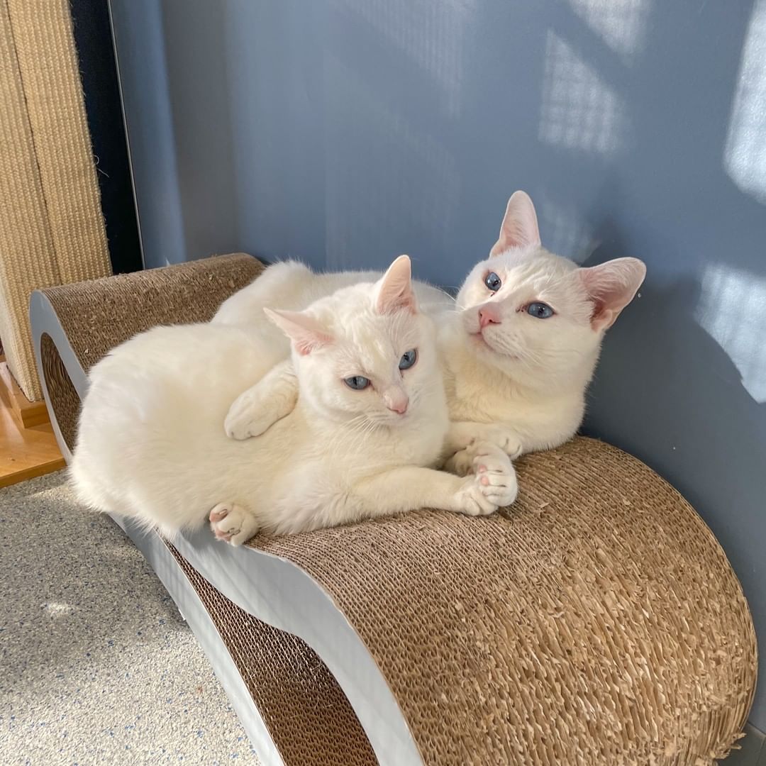 While Steven and Catalina wait for homes of their very own, they love to spend their days cuddled up close in a sunny spot on their catio. Our hearts just melt for these very special kitties!

If yours does, too, then come meet Steven and Catalina this week at the LifeLine Community Animal Center. ❤

<a target='_blank' href='https://www.instagram.com/explore/tags/instacat/'>#instacat</a> <a target='_blank' href='https://www.instagram.com/explore/tags/cuddlepuddle/'>#cuddlepuddle</a> <a target='_blank' href='https://www.instagram.com/explore/tags/sheltercatsofinstagram/'>#sheltercatsofinstagram</a> <a target='_blank' href='https://www.instagram.com/explore/tags/adoptdontshop/'>#adoptdontshop</a> <a target='_blank' href='https://www.instagram.com/explore/tags/OurCityOurAnimals/'>#OurCityOurAnimals</a>