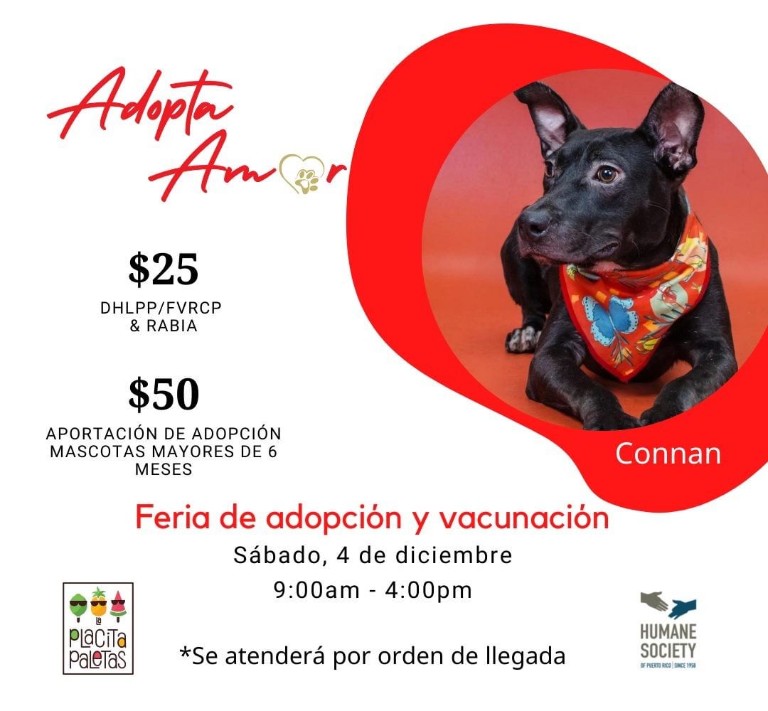 Se aproximan las navidades y muchas personas nos visitan buscando una mascota de regalo para un niño, pareja, padres o abuelos. Queremos compartir la fórmula del éxito:
🐾Compromiso
🐾Expectativas reales
🐾Paciencia y tolerancia
🐾Amor del bueno

<a target='_blank' href='https://www.instagram.com/explore/tags/adoptdontshop/'>#adoptdontshop</a> <a target='_blank' href='https://www.instagram.com/explore/tags/foster/'>#foster</a> <a target='_blank' href='https://www.instagram.com/explore/tags/fostersaveslives/'>#fostersaveslives</a> <a target='_blank' href='https://www.instagram.com/explore/tags/adopt/'>#adopt</a> <a target='_blank' href='https://www.instagram.com/explore/tags/dog/'>#dog</a> <a target='_blank' href='https://www.instagram.com/explore/tags/dogsofinstagram/'>#dogsofinstagram</a> <a target='_blank' href='https://www.instagram.com/explore/tags/dogs/'>#dogs</a> <a target='_blank' href='https://www.instagram.com/explore/tags/puppy/'>#puppy</a> <a target='_blank' href='https://www.instagram.com/explore/tags/dogstagram/'>#dogstagram</a> <a target='_blank' href='https://www.instagram.com/explore/tags/instadog/'>#instadog</a> <a target='_blank' href='https://www.instagram.com/explore/tags/doglover/'>#doglover</a> <a target='_blank' href='https://www.instagram.com/explore/tags/love/'>#love</a> <a target='_blank' href='https://www.instagram.com/explore/tags/doglife/'>#doglife</a> <a target='_blank' href='https://www.instagram.com/explore/tags/dogoftheday/'>#dogoftheday</a> <a target='_blank' href='https://www.instagram.com/explore/tags/pet/'>#pet</a> <a target='_blank' href='https://www.instagram.com/explore/tags/doglovers/'>#doglovers</a> <a target='_blank' href='https://www.instagram.com/explore/tags/cute/'>#cute</a> <a target='_blank' href='https://www.instagram.com/explore/tags/puppylove/'>#puppylove</a> <a target='_blank' href='https://www.instagram.com/explore/tags/pets/'>#pets</a> <a target='_blank' href='https://www.instagram.com/explore/tags/puppiesofinstagram/'>#puppiesofinstagram</a> <a target='_blank' href='https://www.instagram.com/explore/tags/puppies/'>#puppies</a> <a target='_blank' href='https://www.instagram.com/explore/tags/dogsofinsta/'>#dogsofinsta</a> <a target='_blank' href='https://www.instagram.com/explore/tags/cats/'>#cats</a> <a target='_blank' href='https://www.instagram.com/explore/tags/kittens/'>#kittens</a> <a target='_blank' href='https://www.instagram.com/explore/tags/ilovemydog/'>#ilovemydog</a> <a target='_blank' href='https://www.instagram.com/explore/tags/petsofinstagram/'>#petsofinstagram</a> <a target='_blank' href='https://www.instagram.com/explore/tags/petfriendlypr/'>#petfriendlypr</a>