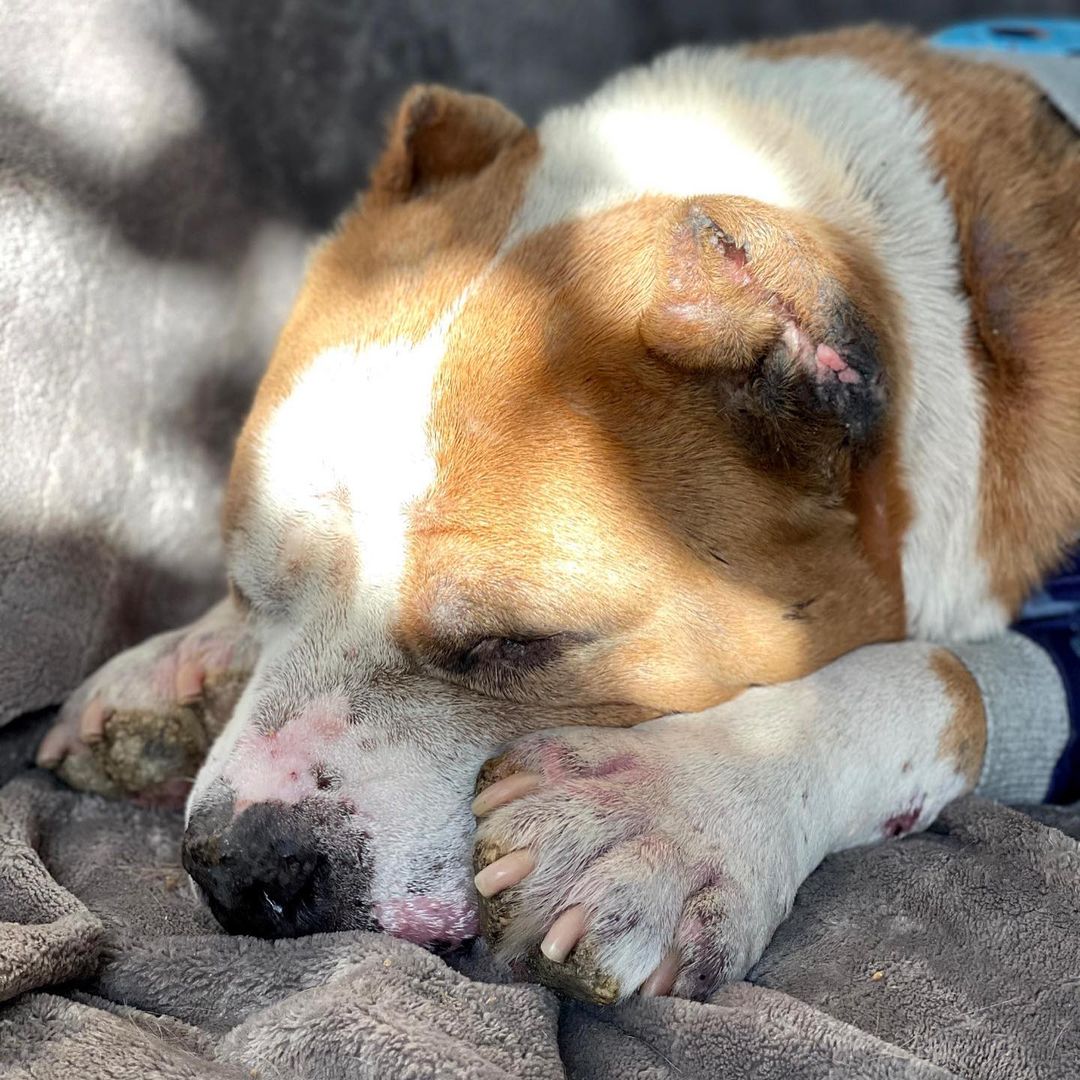 Hello Jax here! 👋 
So this was me at the dog beach today! I had a great time, meeting dogs and people, sniffing and running around… I truly have the BEST life. But my life wasn’t always this way.

Scroll through the pictures to see me around September 2020. I was at the shelter then, in a very very bad way, underweight, raw patches and sore enflamed paws, terribly infected ears, I was even peeing blood… I was on the list for euthanasia.

Live Love Animal Rescue helped me in the nick of time, and have been looking after me ever since. I’m in an amazing foster home and I’m very well loved, but… I will most likely need medical treatment for the rest of my life. 

After months of medical care, tests, blood work, medications, and further diagnostics, it was determined that the blood in my urine was a result of an inflamed prostate- as a matter of fact, they said my whole body was inflamed, as was evident in his skin as well. I was on medications for MRSP, a methicillin-resistant skin condition, as well fungal and bacterial infections for months. 
The humans told me these medicines are very expensive, so I know I’m a very lucky boy to have people taking care of me.

Today I am raising funds to help pay for my ongoing monthly medical costs. I know times are tough and I hate to ask, but if you can skip a coffee and throw a few bucks my way, boy I’d really appreciate it. And it means Live Love can try to help more dogs like me.
You can donate via Venmo: @liveloveanimalrescue 
Or PayPal: woof@liveloveanimalrescue.org

You can also click on the little fundraising button thing on this post 😊

I really am so thankful for all you kind humans for helping me live a healthy and happy life. Thank you so much! ❤️