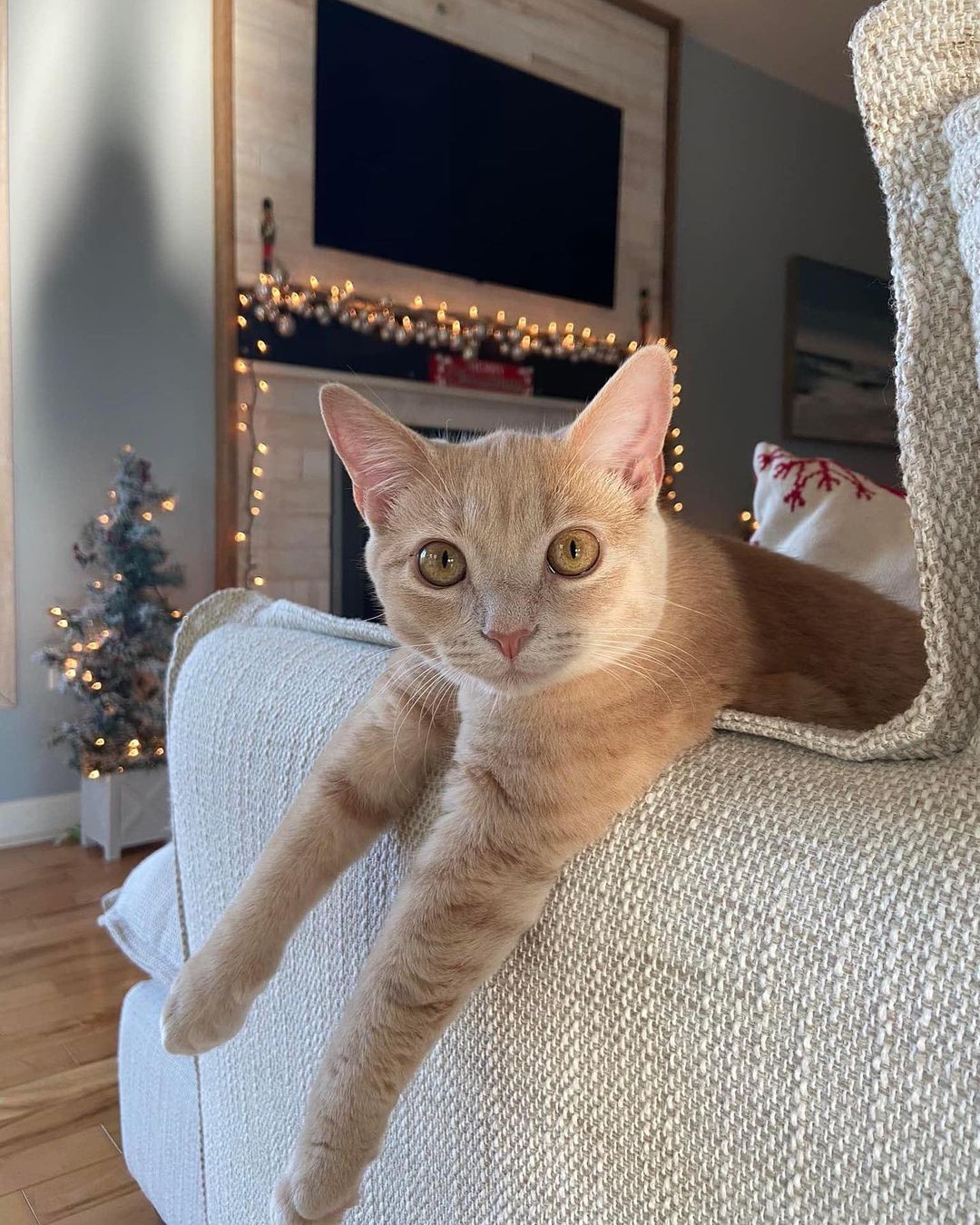 Keep an eye out for Olive, slipped out of her home between last night and this morning.  Missing in the area of Motter Rd./North Rd./ Golf Course Rd. towards the entrance of Captain’s Hill in West ocean city. Please call Jennifer if you see her 410-251-6715.  <a target='_blank' href='https://www.instagram.com/explore/tags/ocmd/'>#ocmd</a> <a target='_blank' href='https://www.instagram.com/explore/tags/oceancitymaryland/'>#oceancitymaryland</a> <a target='_blank' href='https://www.instagram.com/explore/tags/oceancitymd/'>#oceancitymd</a>