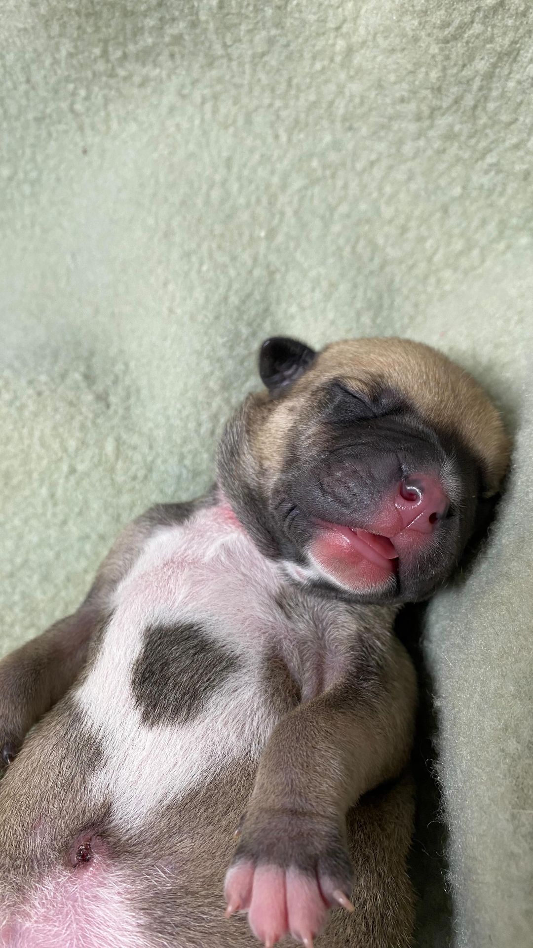 Who else looked like this after enjoying their feast?! 
🐾
Happy Thanksgiving! We are so grateful for full tummies, warm beds, and the promise of a loving home. We are thankful for our supporters near and far. For our staff, volunteers, fosters and veterinary team. We are blessed to save so many, doing what we can to change the lives of our dogs and the families they become part of. From the bottoms of our paws to the tips of our tails, we thank you! 
🐾
Yes, Casserole’s pups have arrived. We will be monitoring them over the next few days to ensure everyone is healthy and thriving. Sneak peeks will probably be posted on our story and we will officially announce them next week if all is continuing to go well. Applications are currently not open for Cassie or her pups. 
🐾
🐾
:
:
:
:
<a target='_blank' href='https://www.instagram.com/explore/tags/thanksgiving/'>#thanksgiving</a> <a target='_blank' href='https://www.instagram.com/explore/tags/thankful/'>#thankful</a> <a target='_blank' href='https://www.instagram.com/explore/tags/thanksgivingdinner/'>#thanksgivingdinner</a> <a target='_blank' href='https://www.instagram.com/explore/tags/turkey/'>#turkey</a> <a target='_blank' href='https://www.instagram.com/explore/tags/nap/'>#nap</a> <a target='_blank' href='https://www.instagram.com/explore/tags/turkeyday/'>#turkeyday</a> <a target='_blank' href='https://www.instagram.com/explore/tags/foodcoma/'>#foodcoma</a> <a target='_blank' href='https://www.instagram.com/explore/tags/food/'>#food</a> <a target='_blank' href='https://www.instagram.com/explore/tags/naptime/'>#naptime</a> <a target='_blank' href='https://www.instagram.com/explore/tags/sleepy/'>#sleepy</a> <a target='_blank' href='https://www.instagram.com/explore/tags/puppy/'>#puppy</a> <a target='_blank' href='https://www.instagram.com/explore/tags/puppiesofinstagram/'>#puppiesofinstagram</a> <a target='_blank' href='https://www.instagram.com/explore/tags/puppylife/'>#puppylife</a> <a target='_blank' href='https://www.instagram.com/explore/tags/puppylove/'>#puppylove</a> <a target='_blank' href='https://www.instagram.com/explore/tags/blessed/'>#blessed</a> <a target='_blank' href='https://www.instagram.com/explore/tags/grateful/'>#grateful</a> <a target='_blank' href='https://www.instagram.com/explore/tags/thankfulgratefulblessed/'>#thankfulgratefulblessed</a> <a target='_blank' href='https://www.instagram.com/explore/tags/thankfulthursday/'>#thankfulthursday</a> <a target='_blank' href='https://www.instagram.com/explore/tags/pupper/'>#pupper</a>