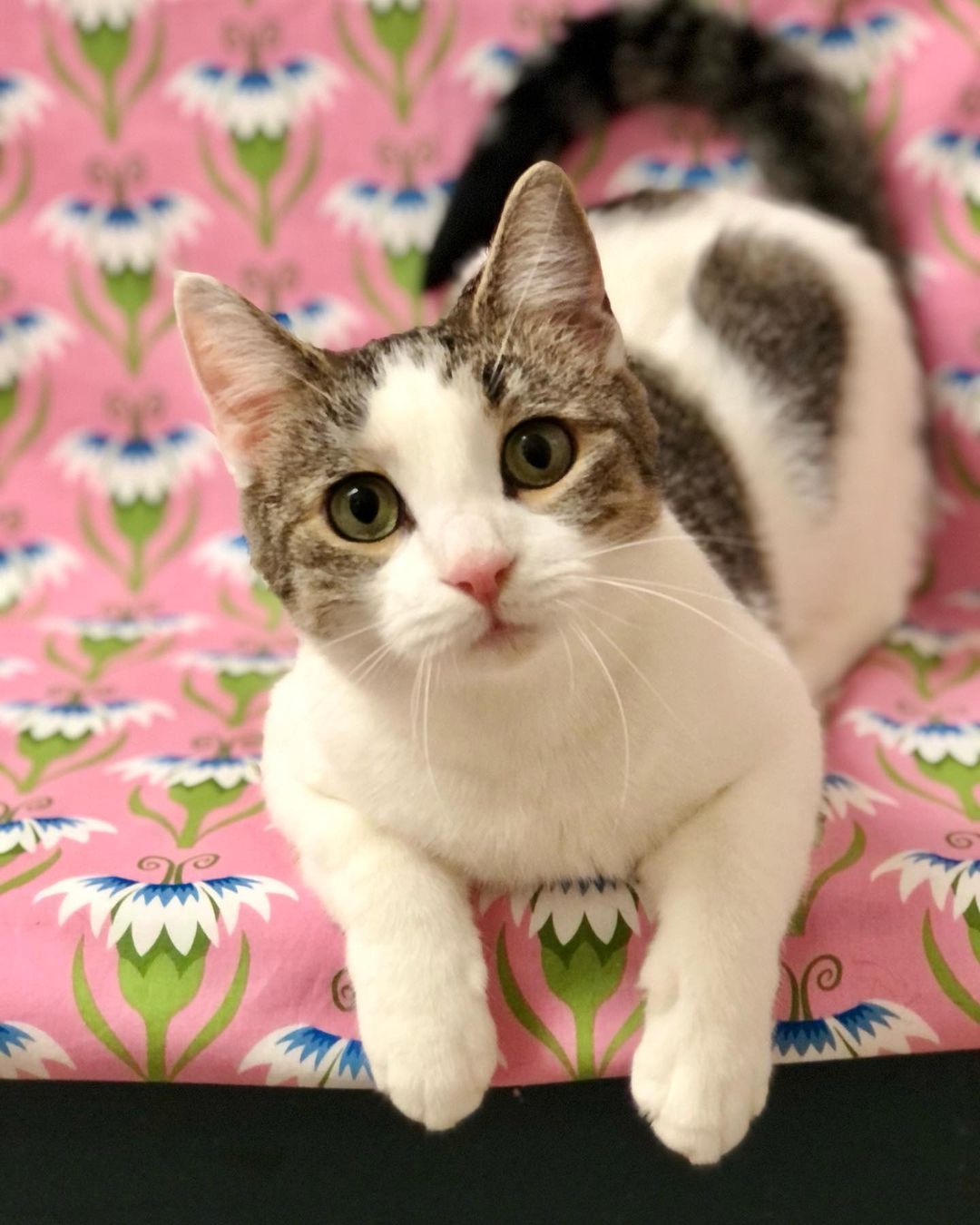 Vesta is such a sweet young mama, having taken such good care of her kittens. She has a soft, short coat, and is always the first to greet visitors. She's also quite calm, but really enjoys kitty company, people and playtime. With her big eyes and ears, you can see straight into her big heart.