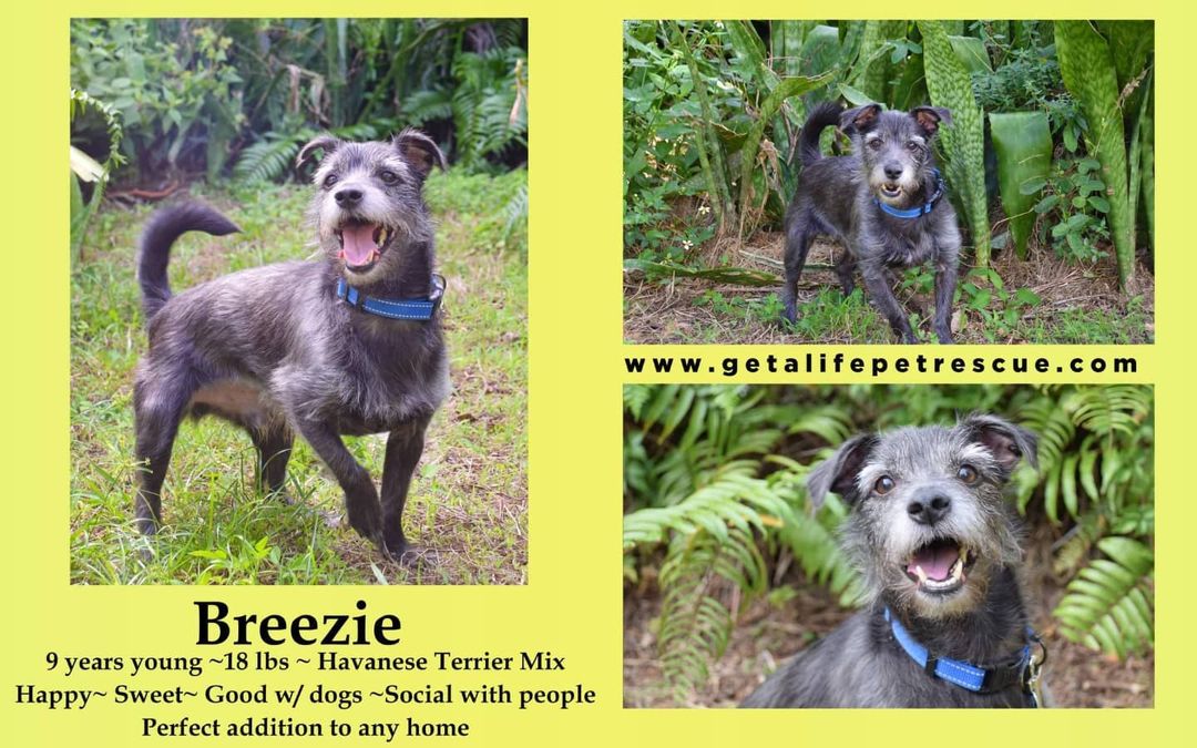 Joy boy Breezie looking for his forever home. Please share to help him be home for the holidays for the rest of his life💞🐕💞 See his bio and apply to adopt at https://www.getalifepetrescue.com/galpr-info/adoptables.html