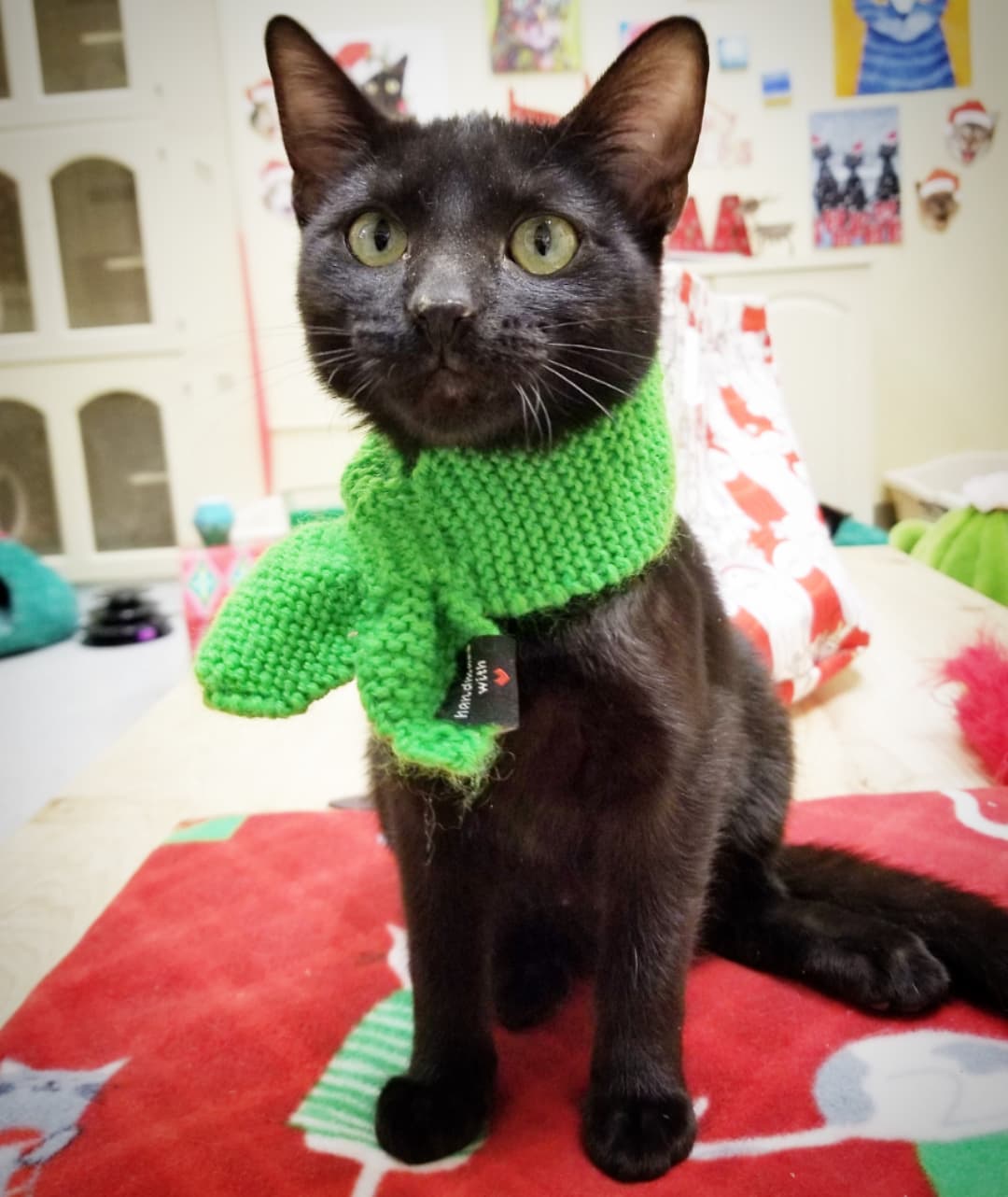 🎅🐈 We almost forgot to introduce you to our furry elves who helped make the PETCO Cat Lounge so festive yesterday 🎄

Meet Portia the baby panther, kitten brothers Bootstrap and Blackbeard, tuxie kitten Mr Milky, Tuffy the tuxie, Portia again, the always fashionable pantherette Lox, Blackbeard sporting his first Christmas hat, Blackbeard again, Lox again...and what holiday would be complete without a wrestling match in the Christmas train 🚂

All these sweeties are available for adoption and would love to have a FURever home for the holidays 💕🐾🏡💕

Located inside PETCO Metro 2784 W Peoria Ave in Phoenix. 
Hours: 5:30-7:00pm Monday-Saturday and 5-6:30pm on Sundays. 

Scarf by @fantasticosas 
Catnip mat and vintage hats by @friskycity 

<a target='_blank' href='https://www.instagram.com/explore/tags/allaboutanimalsrescueaz/'>#allaboutanimalsrescueaz</a> <a target='_blank' href='https://www.instagram.com/explore/tags/savealife/'>#savealife</a> <a target='_blank' href='https://www.instagram.com/explore/tags/petcocatlounge/'>#petcocatlounge</a> <a target='_blank' href='https://www.instagram.com/explore/tags/adoptdontshop/'>#adoptdontshop</a> <a target='_blank' href='https://www.instagram.com/explore/tags/rescuedismyfavoritebreed/'>#rescuedismyfavoritebreed</a> <a target='_blank' href='https://www.instagram.com/explore/tags/rescuefosteradopt/'>#rescuefosteradopt</a> <a target='_blank' href='https://www.instagram.com/explore/tags/fosteringsaveslives/'>#fosteringsaveslives</a> <a target='_blank' href='https://www.instagram.com/explore/tags/thinkadoptionfirst/'>#thinkadoptionfirst</a> <a target='_blank' href='https://www.instagram.com/explore/tags/lovechangeseverything/'>#lovechangeseverything</a> <a target='_blank' href='https://www.instagram.com/explore/tags/allyouneedislove/'>#allyouneedislove</a> <a target='_blank' href='https://www.instagram.com/explore/tags/mynewbestfriend/'>#mynewbestfriend</a> <a target='_blank' href='https://www.instagram.com/explore/tags/felinetherapy/'>#felinetherapy</a> <a target='_blank' href='https://www.instagram.com/explore/tags/felineshenanigans/'>#felineshenanigans</a> <a target='_blank' href='https://www.instagram.com/explore/tags/felinefun/'>#felinefun</a> <a target='_blank' href='https://www.instagram.com/explore/tags/adoptakitten/'>#adoptakitten</a> <a target='_blank' href='https://www.instagram.com/explore/tags/adoptacat/'>#adoptacat</a> <a target='_blank' href='https://www.instagram.com/explore/tags/rescuecatsrock/'>#rescuecatsrock</a> <a target='_blank' href='https://www.instagram.com/explore/tags/gato/'>#gato</a> <a target='_blank' href='https://www.instagram.com/explore/tags/gatito/'>#gatito</a> <a target='_blank' href='https://www.instagram.com/explore/tags/cuddlebuddy/'>#cuddlebuddy</a> <a target='_blank' href='https://www.instagram.com/explore/tags/homefortheholidays/'>#homefortheholidays</a> <a target='_blank' href='https://www.instagram.com/explore/tags/purrbaby/'>#purrbaby</a> <a target='_blank' href='https://www.instagram.com/explore/tags/purrfection/'>#purrfection</a> <a target='_blank' href='https://www.instagram.com/explore/tags/openyourhearttoarescuecat/'>#openyourhearttoarescuecat</a> <a target='_blank' href='https://www.instagram.com/explore/tags/cutekittens/'>#cutekittens</a> <a target='_blank' href='https://www.instagram.com/explore/tags/kittenvideo/'>#kittenvideo</a> <a target='_blank' href='https://www.instagram.com/explore/tags/adoptme/'>#adoptme</a> <a target='_blank' href='https://www.instagram.com/explore/tags/holidayfashion/'>#holidayfashion</a> <a target='_blank' href='https://www.instagram.com/explore/tags/catsinhats/'>#catsinhats</a> <a target='_blank' href='https://www.instagram.com/explore/tags/kittenadoptionphoenix/'>#kittenadoptionphoenix</a>