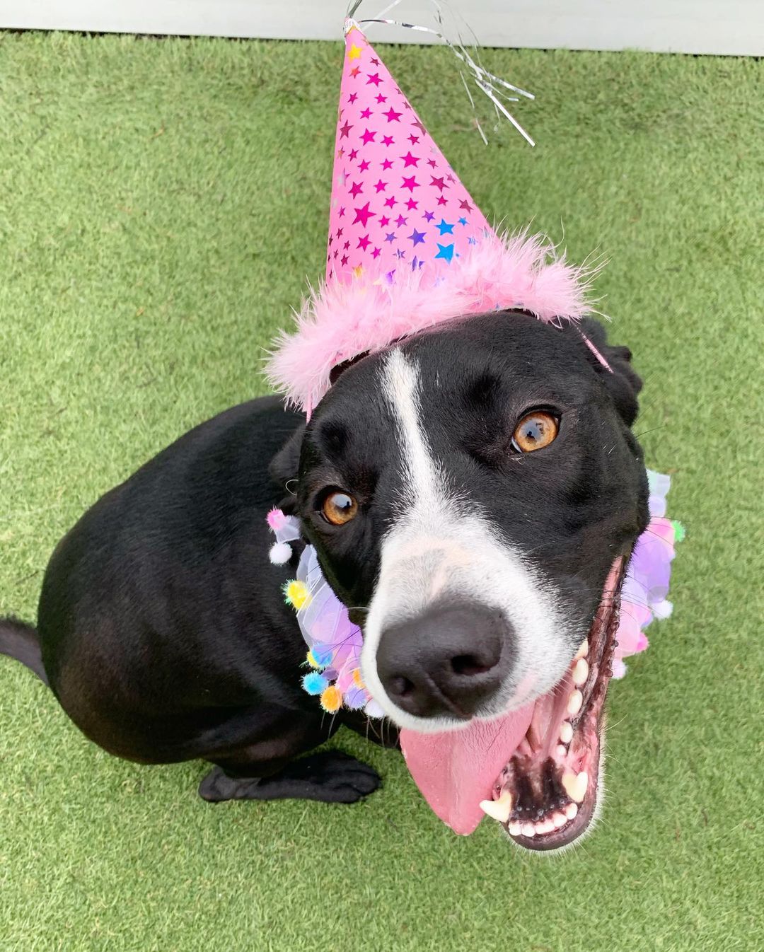 Happy Gotcha Day, Ripley! You are such a great big sister and friend. We love getting to hang out with you 🥰 thanks for spending your special day with us!