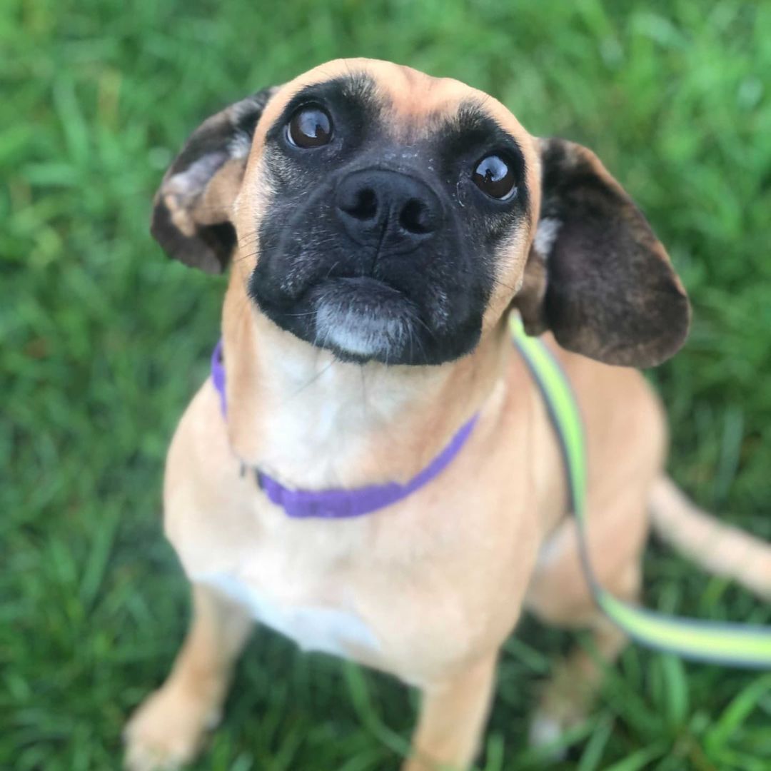 That amazing moment when you find out a once nervous and shy midwest shelter pup like Missy, gets to enjoy their first trip to the beach and that they LOVED it! 🥲

Here's a message from her family:

