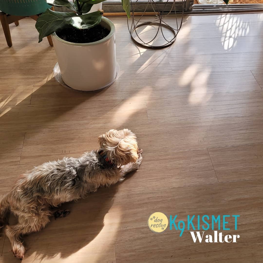 It's <a target='_blank' href='https://www.instagram.com/explore/tags/walterwednesday/'>#walterwednesday</a> and Walter wanted to show you one of his favorite ways to spend his day... lounging in the soft sunlight <a target='_blank' href='https://www.instagram.com/explore/tags/nofilter/'>#nofilter</a> needed

<a target='_blank' href='https://www.instagram.com/explore/tags/k9kismet/'>#k9kismet</a> <a target='_blank' href='https://www.instagram.com/explore/tags/humpday/'>#humpday</a> <a target='_blank' href='https://www.instagram.com/explore/tags/sunshine/'>#sunshine</a> <a target='_blank' href='https://www.instagram.com/explore/tags/soakupthesun/'>#soakupthesun</a> <a target='_blank' href='https://www.instagram.com/explore/tags/seniordog/'>#seniordog</a> <a target='_blank' href='https://www.instagram.com/explore/tags/seniordogsrock/'>#seniordogsrock</a>