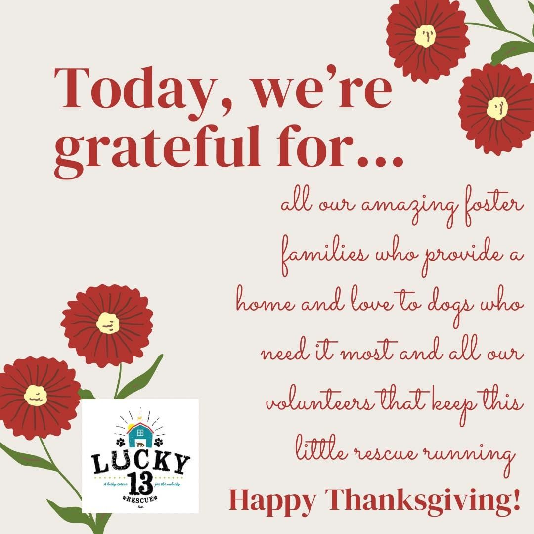 We can’t say thank you enough to all the support it takes to keep this rescue running! 

We hope you all have a wonderful Thanksgiving surrounded by family, friends, and dogs 🥰
