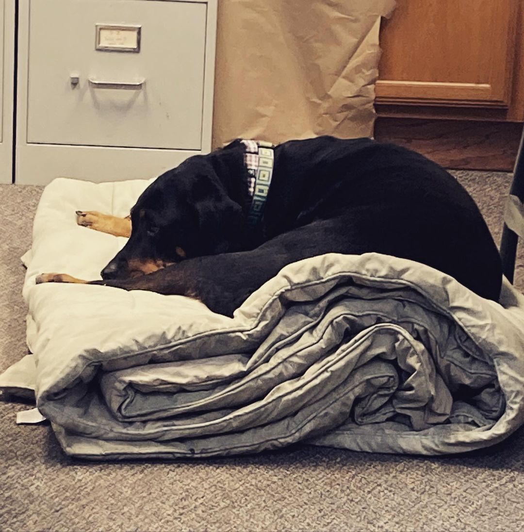 Lettie enjoyed an outing with a volunteer this week. She was a great office companion and befriended everyone, including the UPS man. Lettie is an older Rottie lady hoping to find her forever family. Message us if you’re interested in meeting her. <a target='_blank' href='https://www.instagram.com/explore/tags/lubbock/'>#lubbock</a> <a target='_blank' href='https://www.instagram.com/explore/tags/dogsoflubbock/'>#dogsoflubbock</a> <a target='_blank' href='https://www.instagram.com/explore/tags/redraiders/'>#redraiders</a> <a target='_blank' href='https://www.instagram.com/explore/tags/ttu/'>#ttu</a> <a target='_blank' href='https://www.instagram.com/explore/tags/texastech/'>#texastech</a> <a target='_blank' href='https://www.instagram.com/explore/tags/westtexasdogs/'>#westtexasdogs</a>