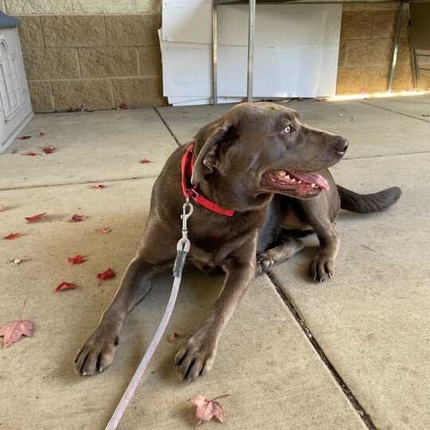 Update: Adopted!! 
Meet Jersey! Jersey is a 1-year-old female Silver Labrador. She is sweet as pie (no pun intended for the holiday!) 🥧  Jersey loves anyone and everyone she meets- so much so that she loves to give hugs! Don't worry, we've been working with her on her manners when it comes to hugs! Jersey knows how to 