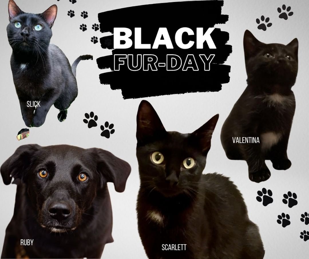 At the HSDC, we celebrate Black Fur-day, not Black Friday! Today we are featuring our available black fur babies and we would love for you to share a picture of yours!
If you are taking part of Black Friday shopping on Amazon, don't forget to shop using Amazon Smile! List HSDC as your participating charity and we can receive a 0.5% donation from Amazon on eligible purchases.
<a target='_blank' href='https://www.instagram.com/explore/tags/adoptdontshop/'>#adoptdontshop</a> <a target='_blank' href='https://www.instagram.com/explore/tags/blackfurday/'>#blackfurday</a> <a target='_blank' href='https://www.instagram.com/explore/tags/blackcats/'>#blackcats</a> <a target='_blank' href='https://www.instagram.com/explore/tags/blackdogsofinstagram/'>#blackdogsofinstagram</a> <a target='_blank' href='https://www.instagram.com/explore/tags/blackcatsofinstagram/'>#blackcatsofinstagram</a>